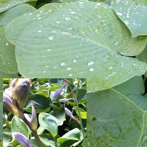 Hosta True Blue - Image 2