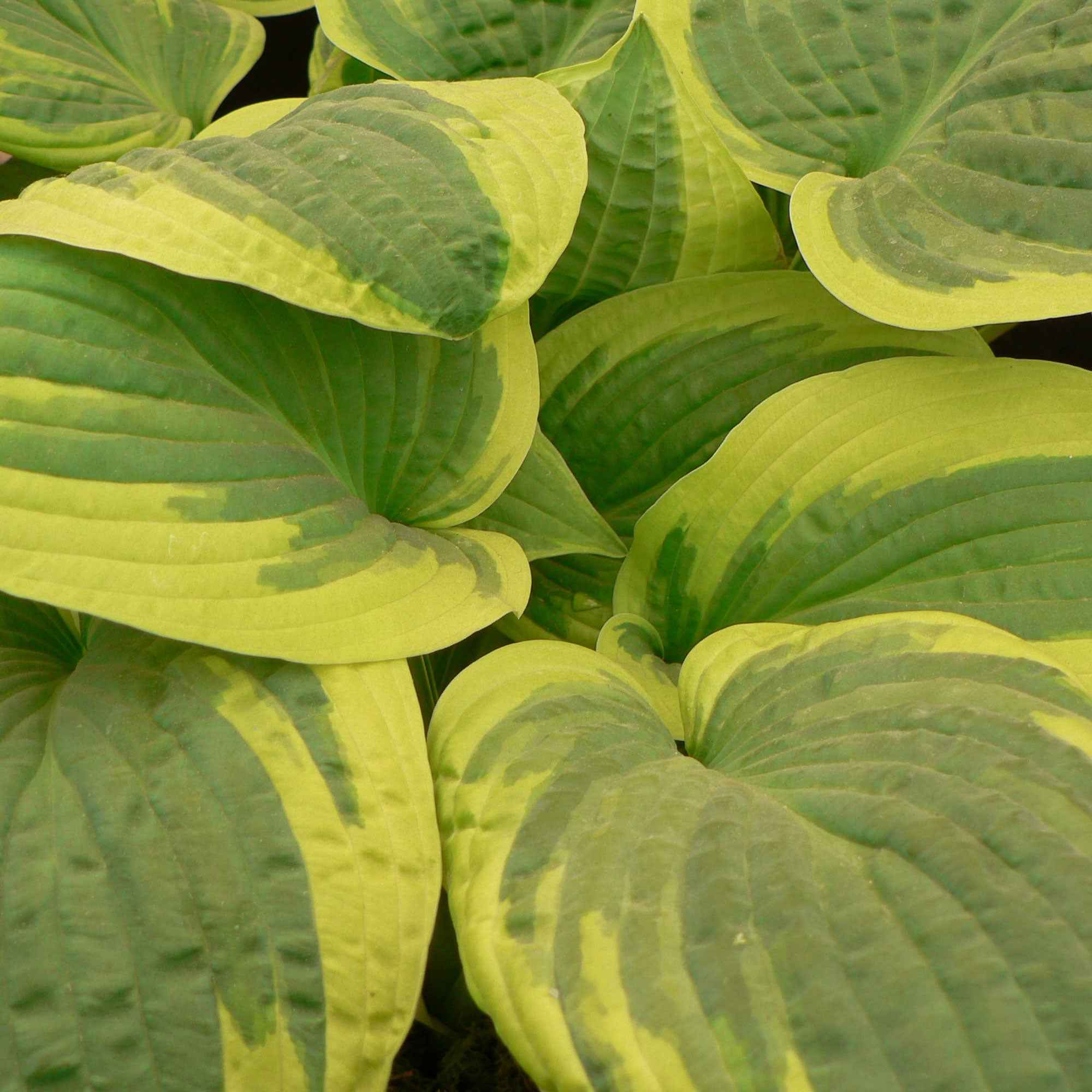 Hosta Wide Brim - Image 2