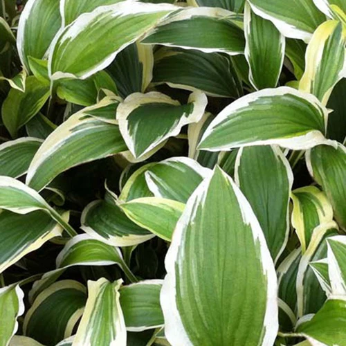 Hosta Yellow Splash Rim