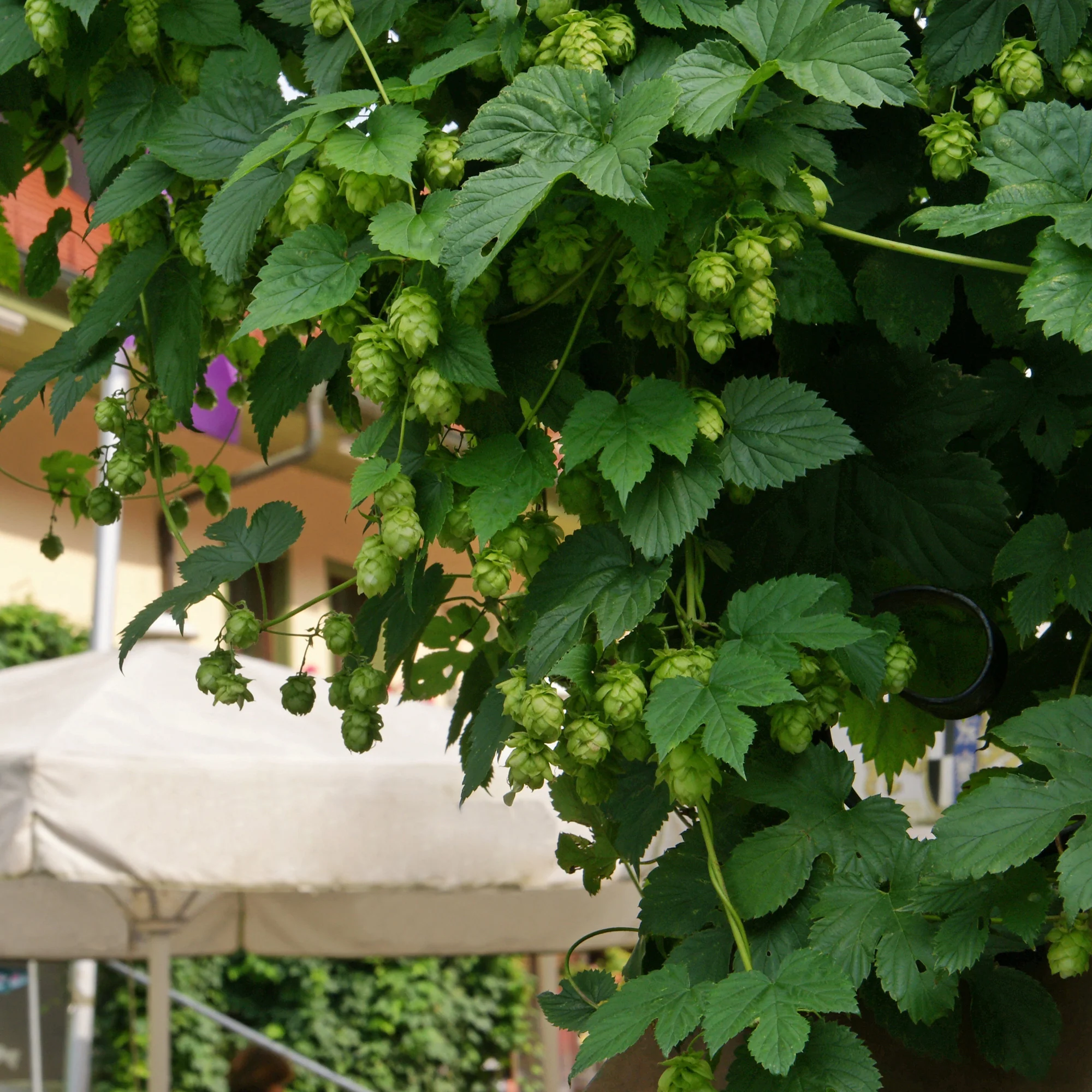 Houblon Magnum - Image 2