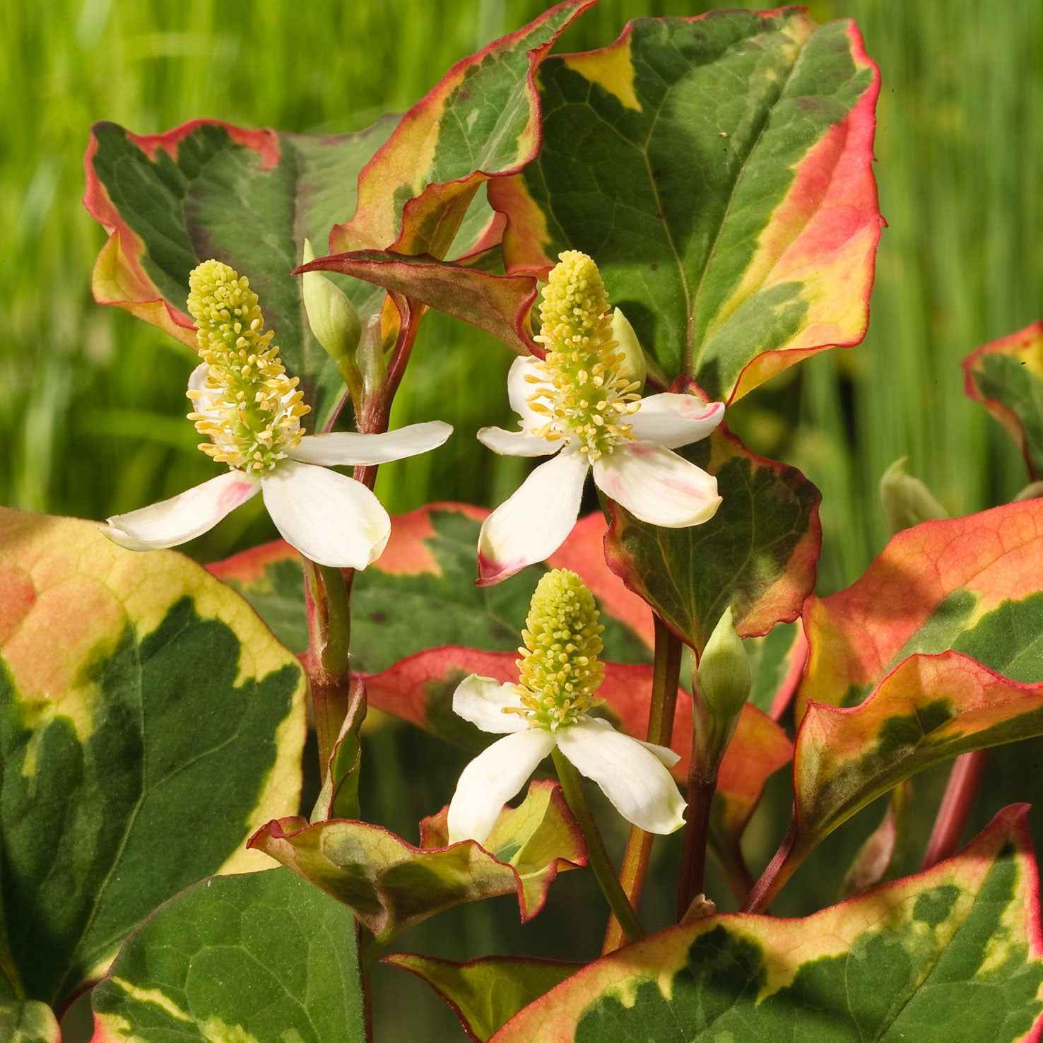 Houttuynia cordata Chameleon