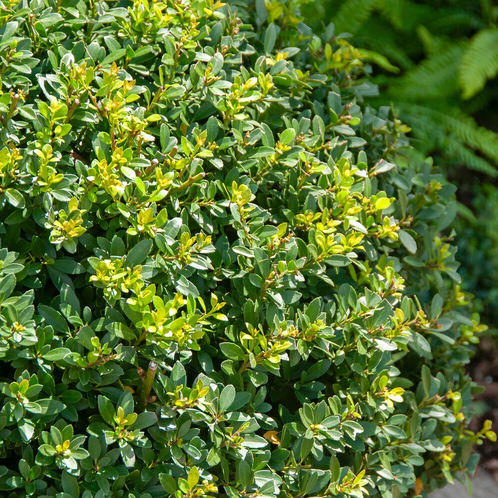 Houx Mutchagara - Image 2
