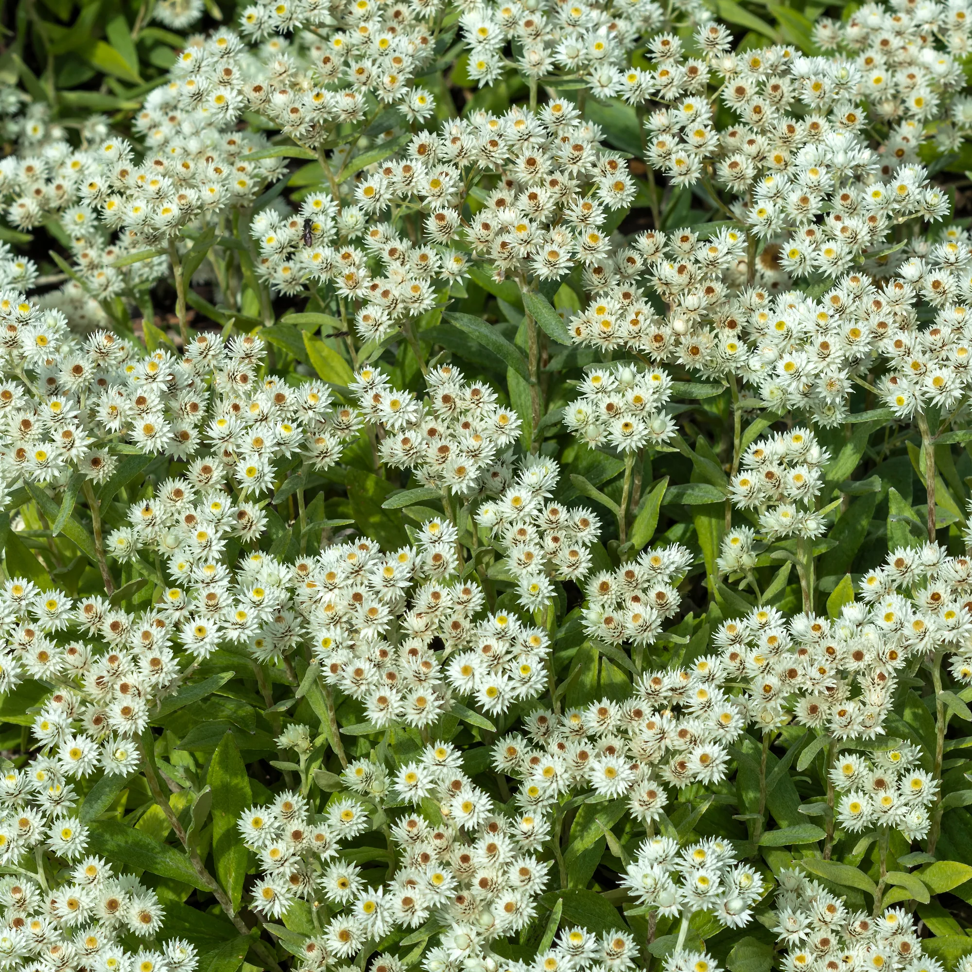 Immortelle de l'Himalaya Sommerschnee - Image 2
