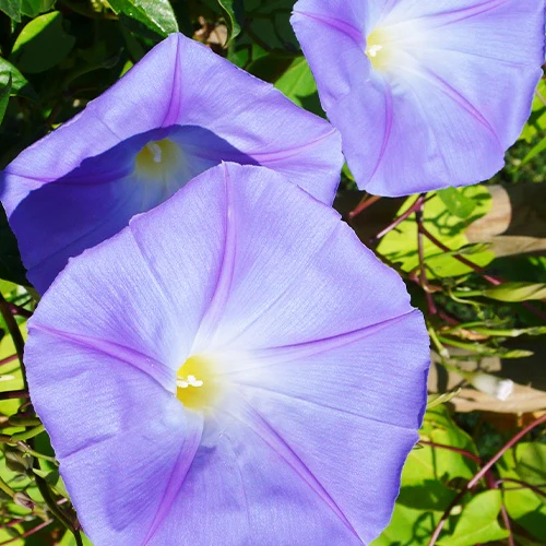 Ipomée à grandes fleurs - Image 2