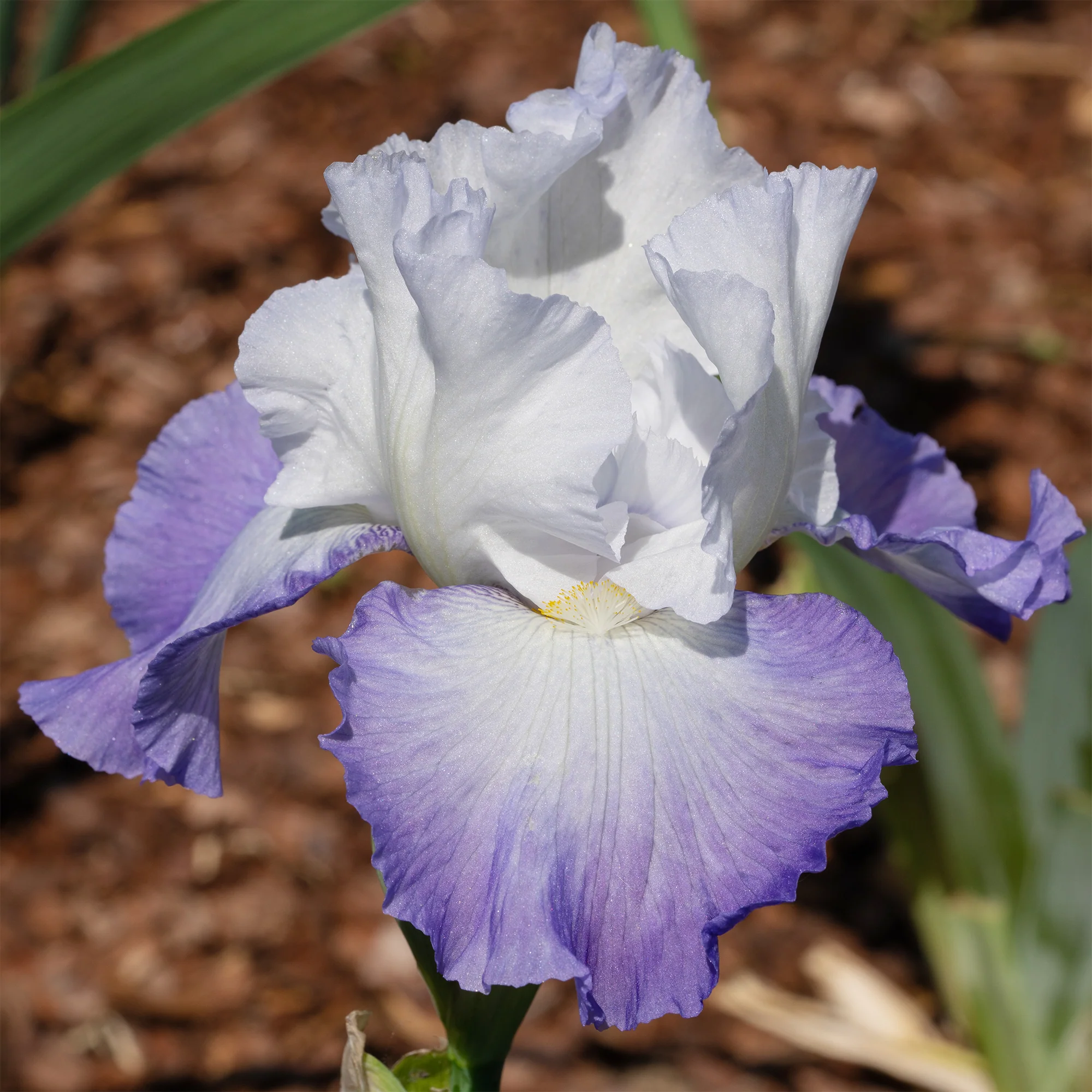 Iris de jardin Alizés - Image 3