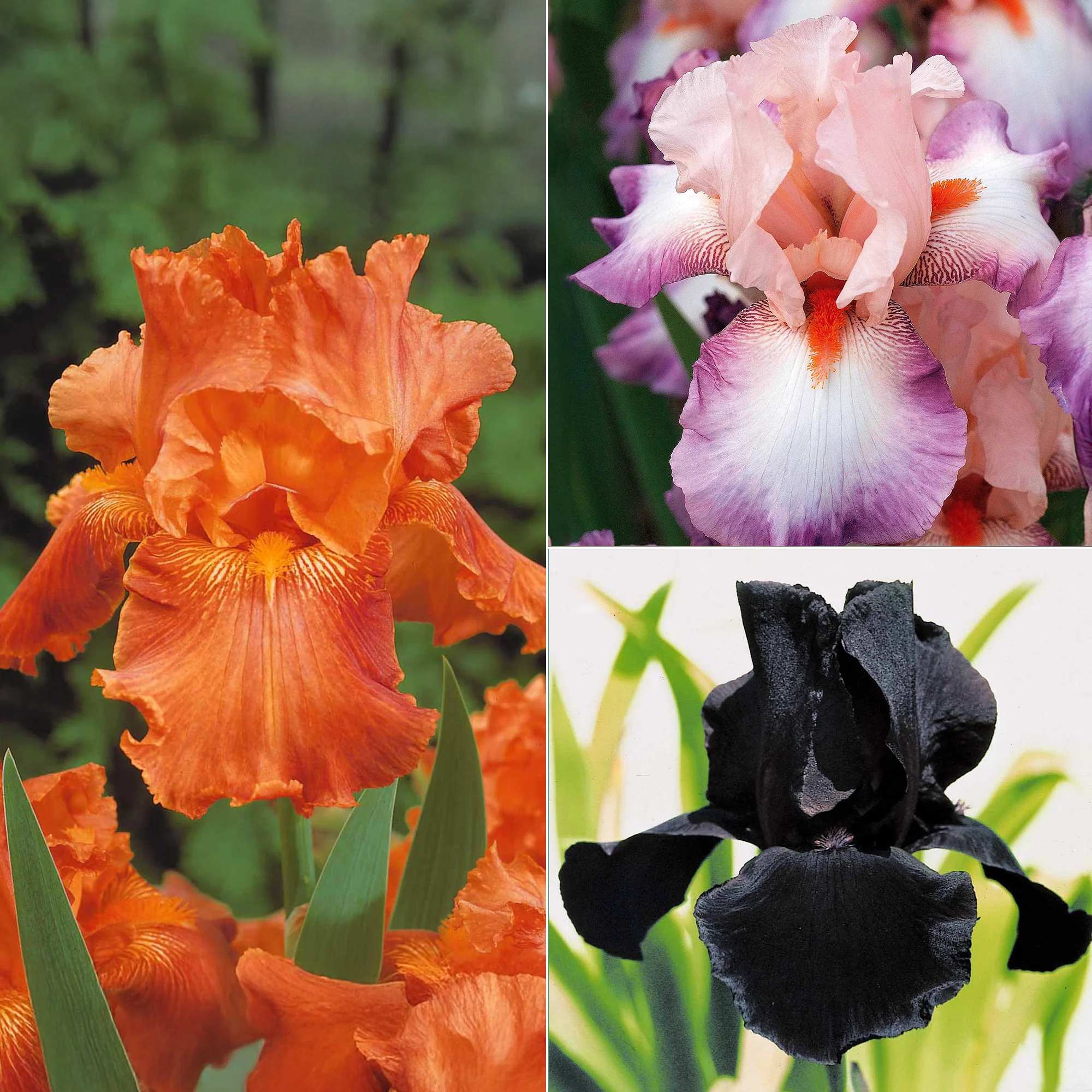 6 Iris de jardin noire, orange, rosé en mélange
