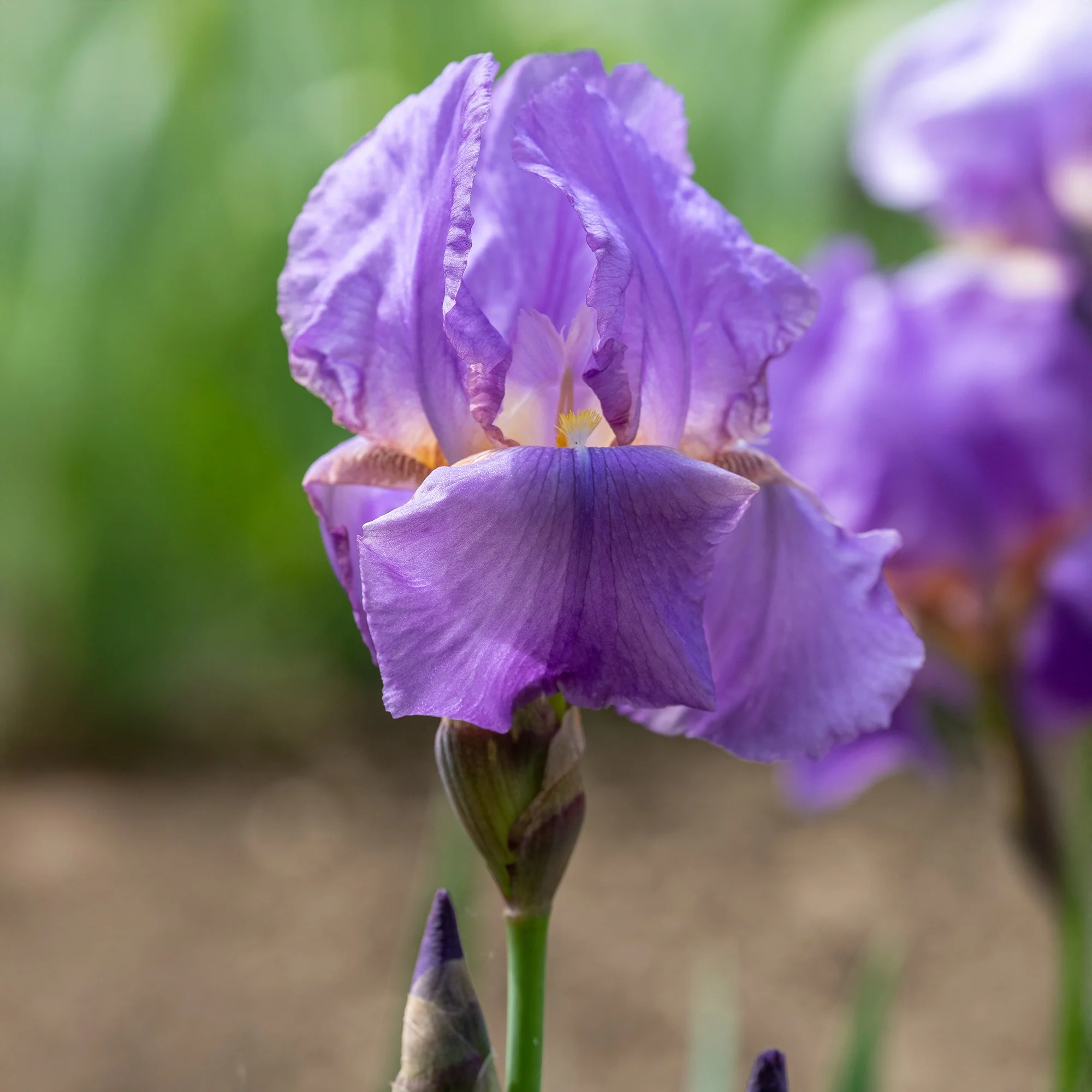 3 Iris de jardin remontant Lovely again - Image 5
