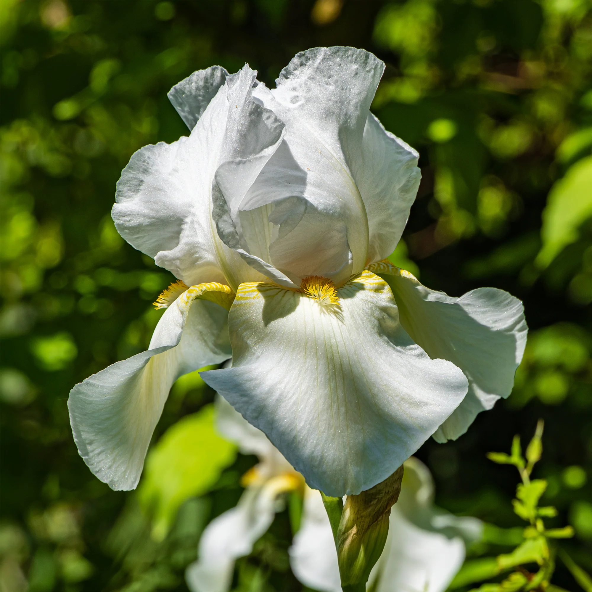 Iris de jardin Wedding Bouquet