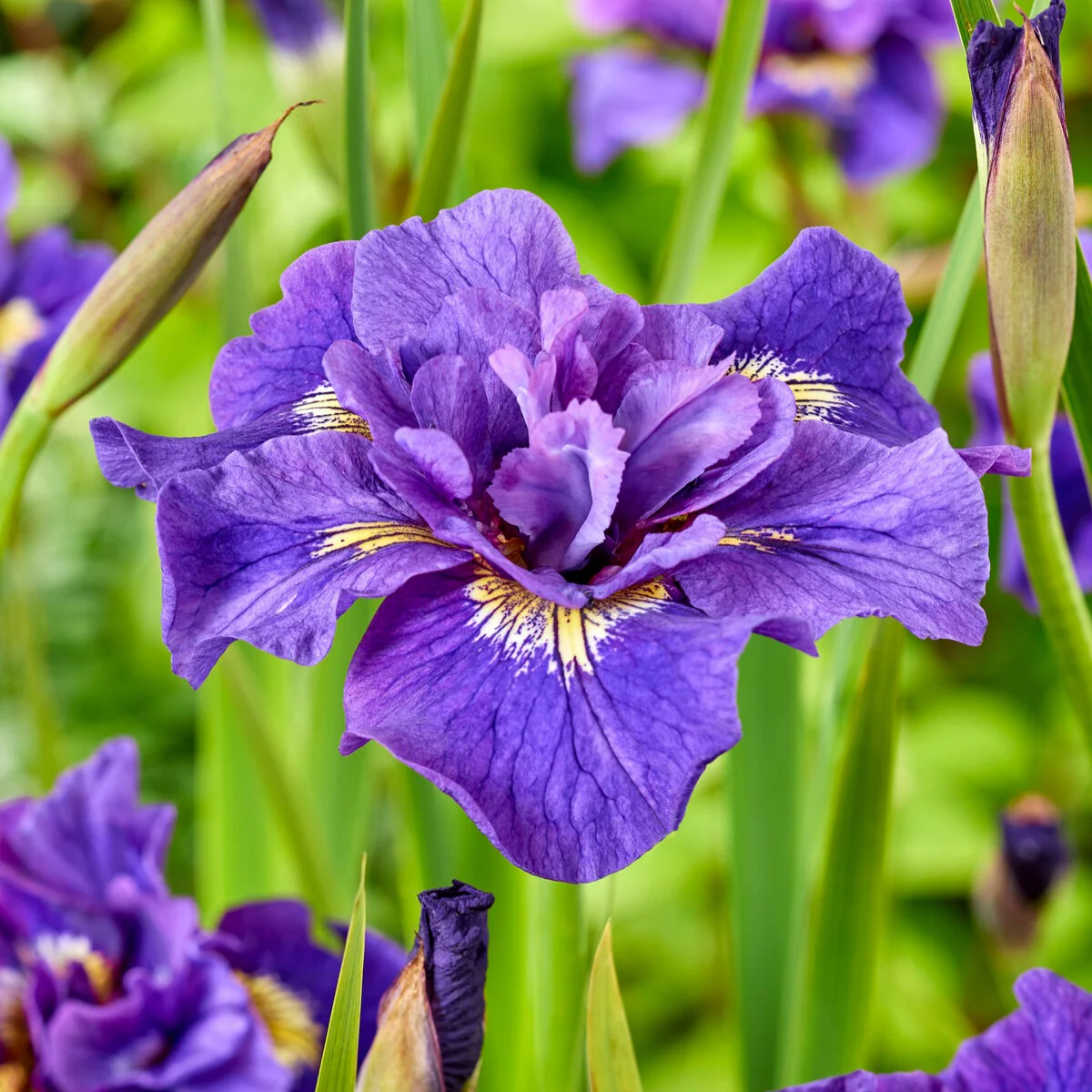 Iris Double Standard