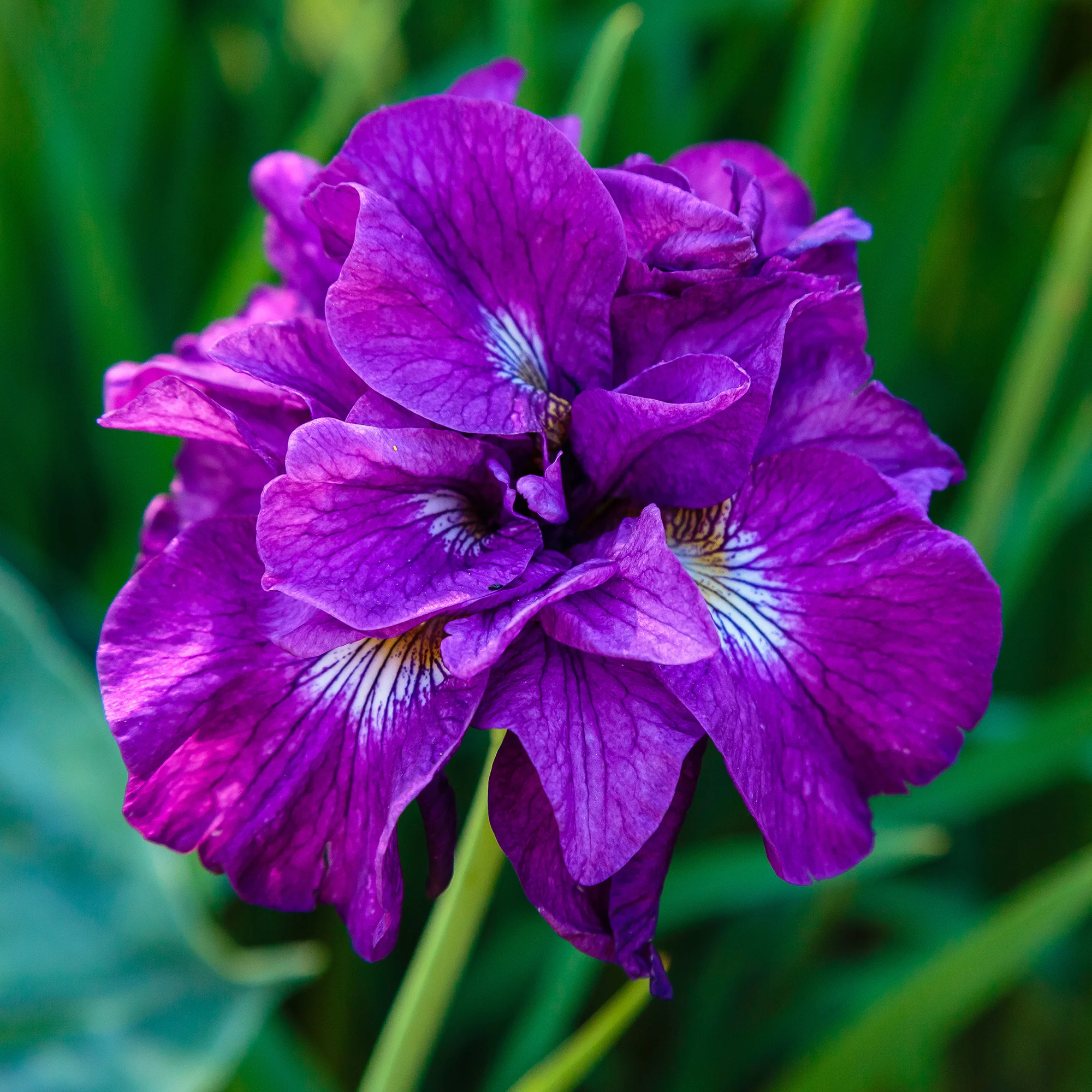 Iris Double Standard - Image 2