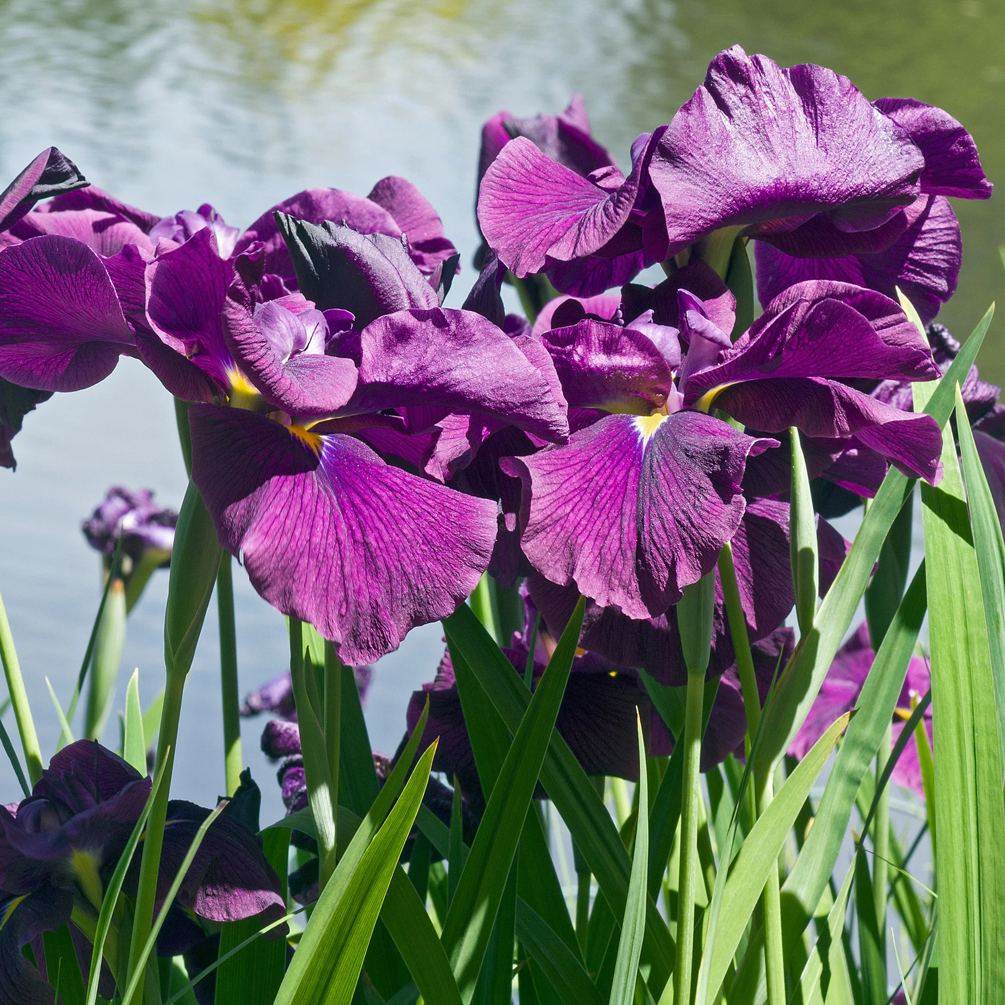 Iris du Japon Variegata - Image 2