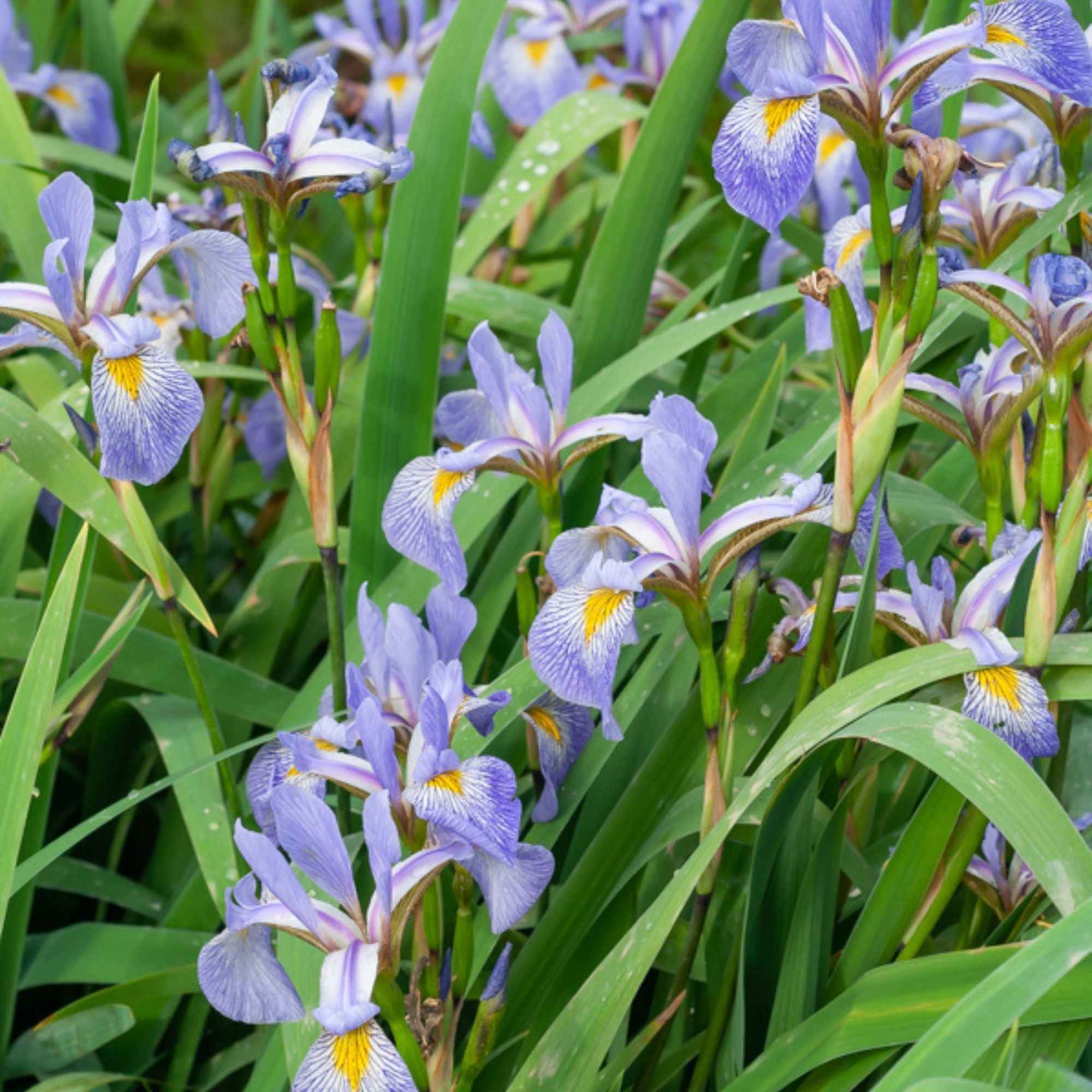 Iris versicolore