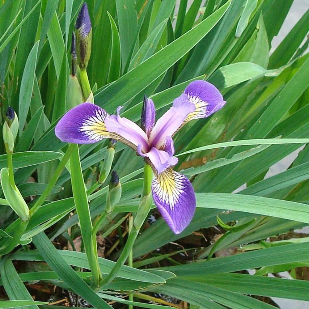 Iris versicolore - Image 2