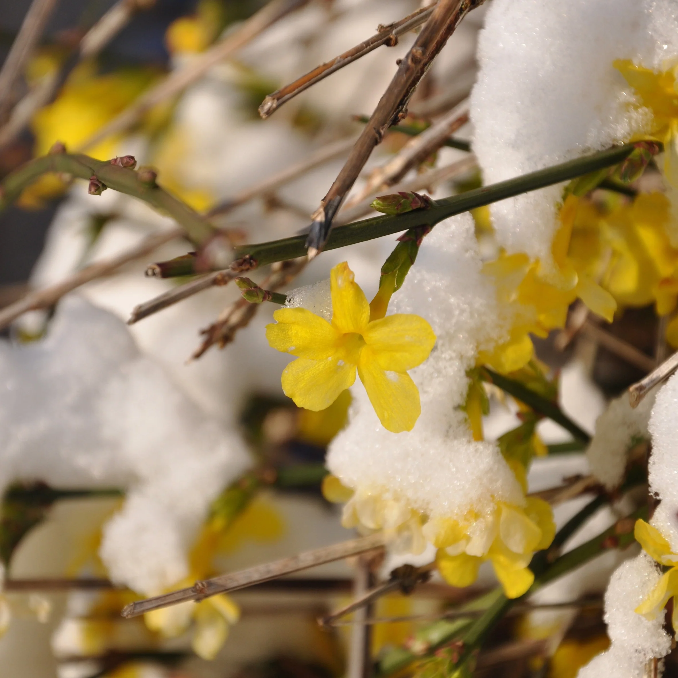 Jasmin d'hiver - Image 7
