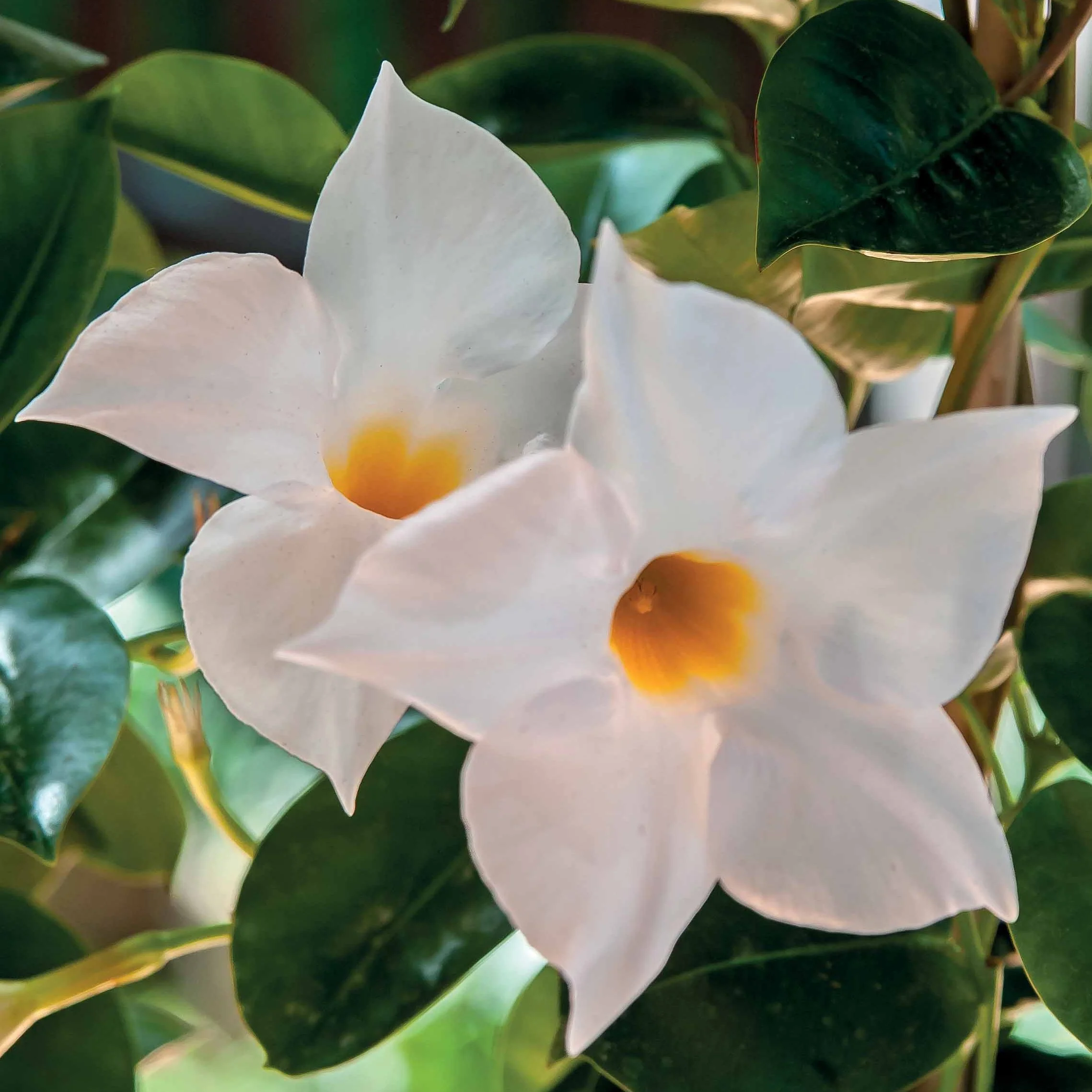 Jasmin du Brésil blanc - Dipladenia - Image 3