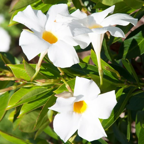 Jasmin du Brésil blanc - Dipladenia - Image 4