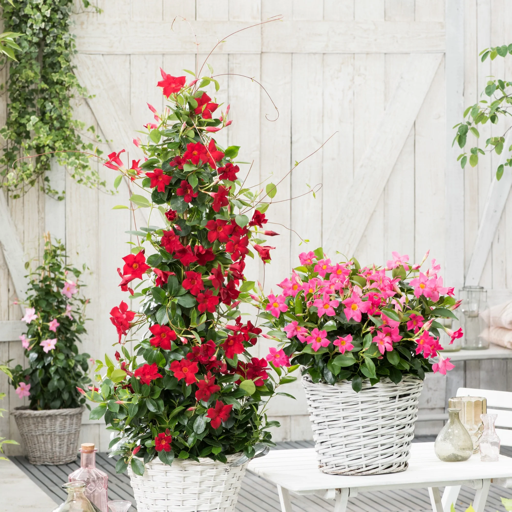 Jasmin du Brésil - Dipladenia pyramide rouge - Image 3