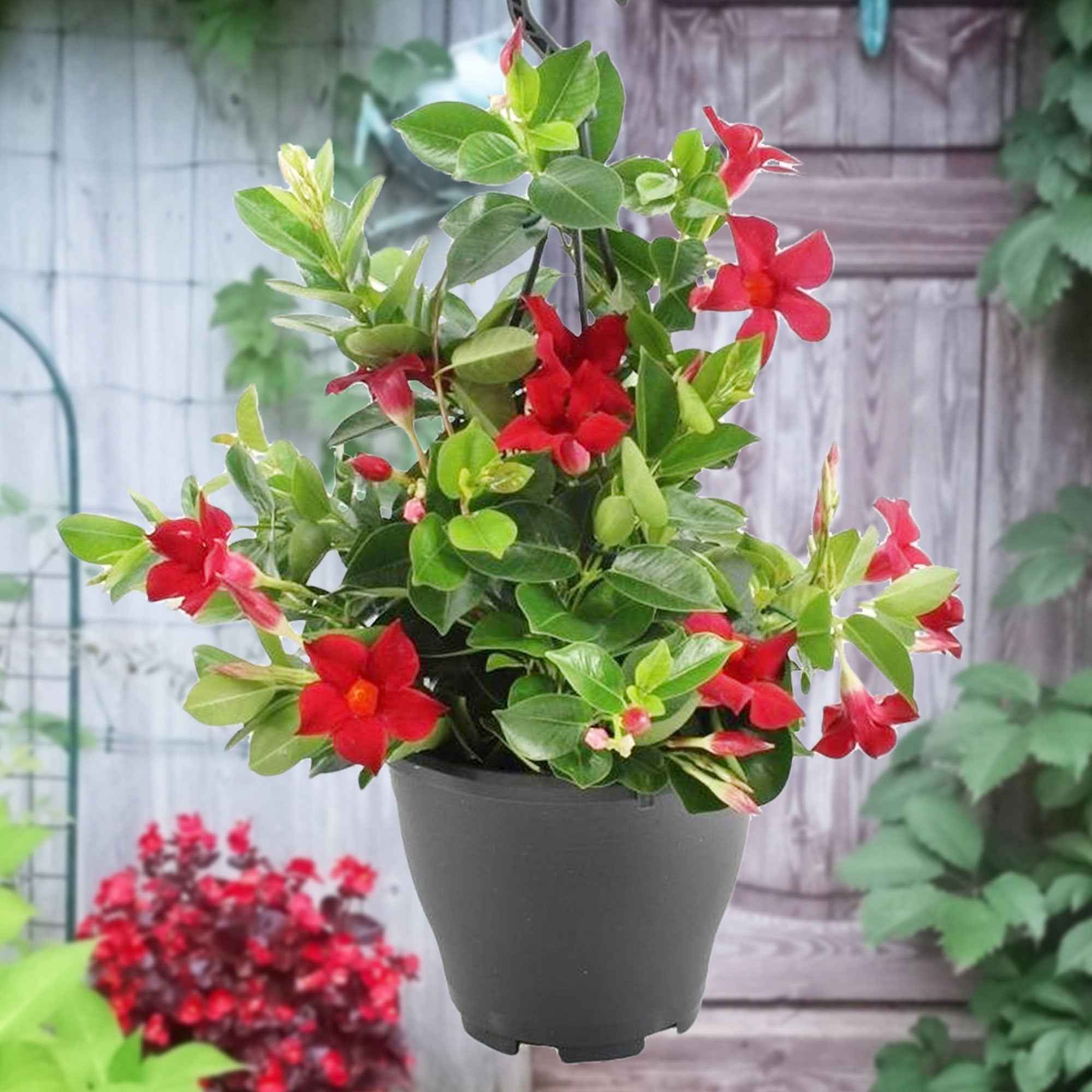 Jasmin du Brésil rouge - Dipladenia - Image 3