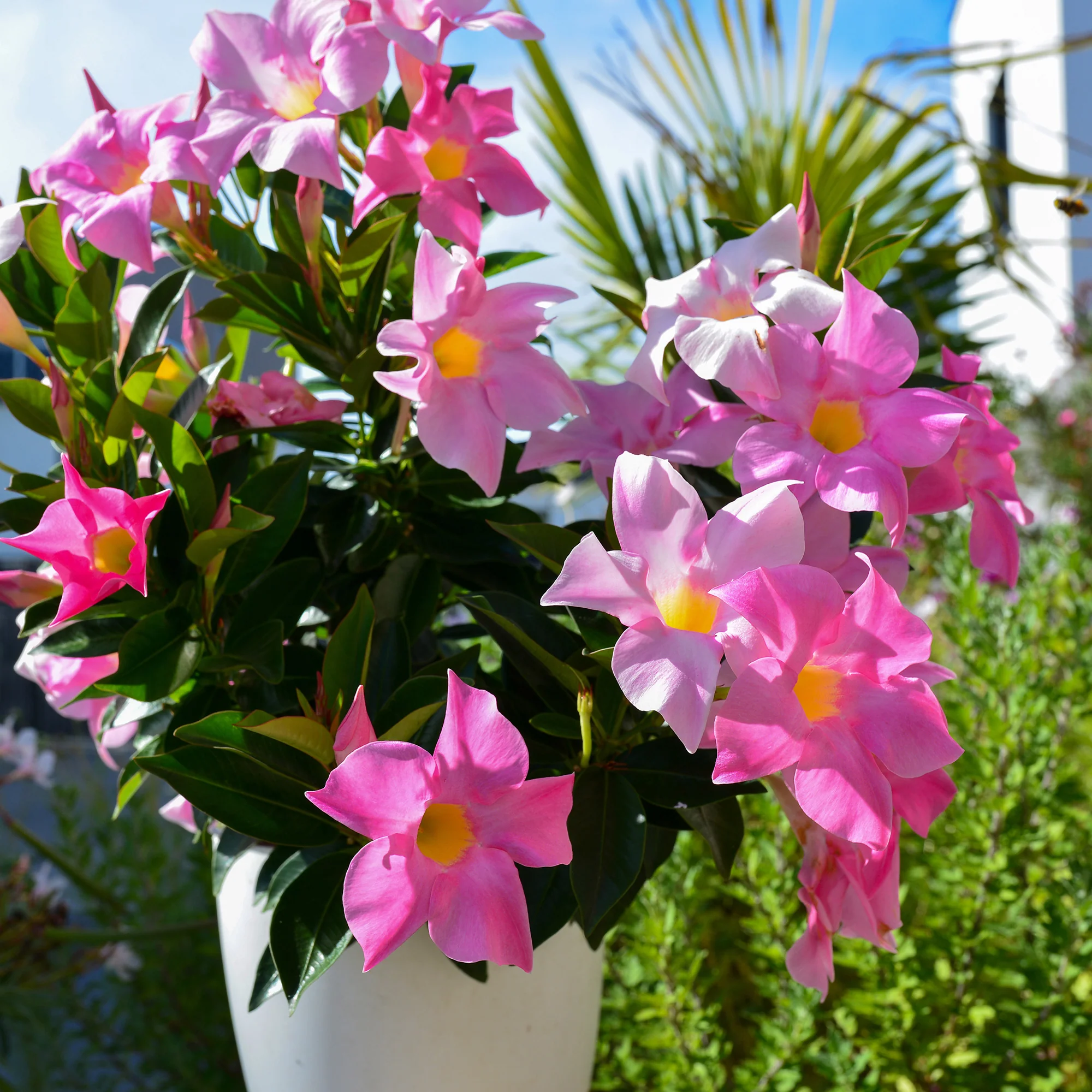 3 Jasmins du Brésil - Dipladenia en mélange - Image 4