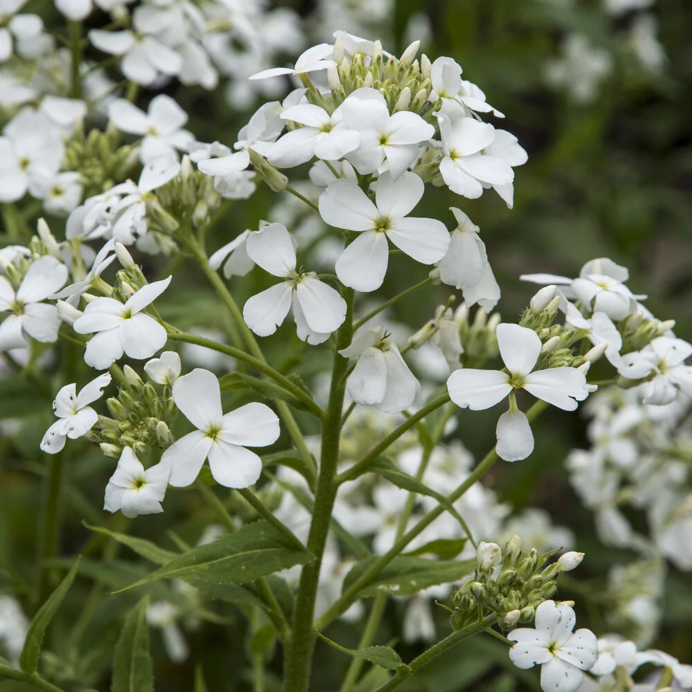 Julienne des Dames à fleurs blanches