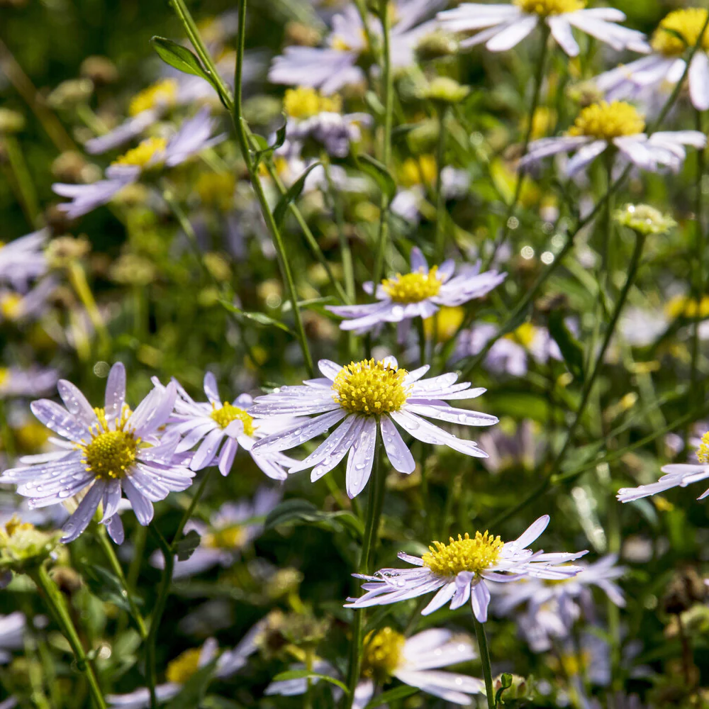 Kaliméris Charlotte