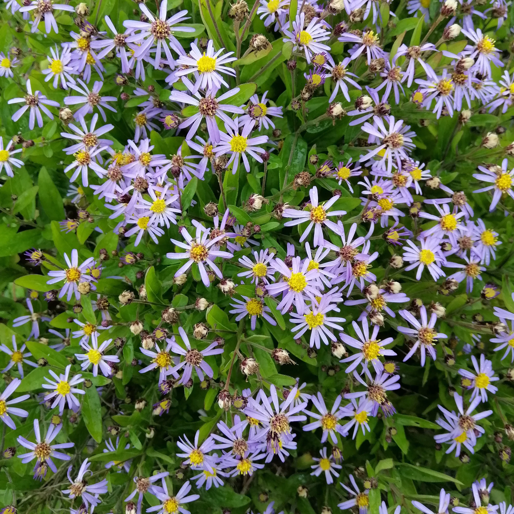 Kaliméris Nana Blue - Image 2