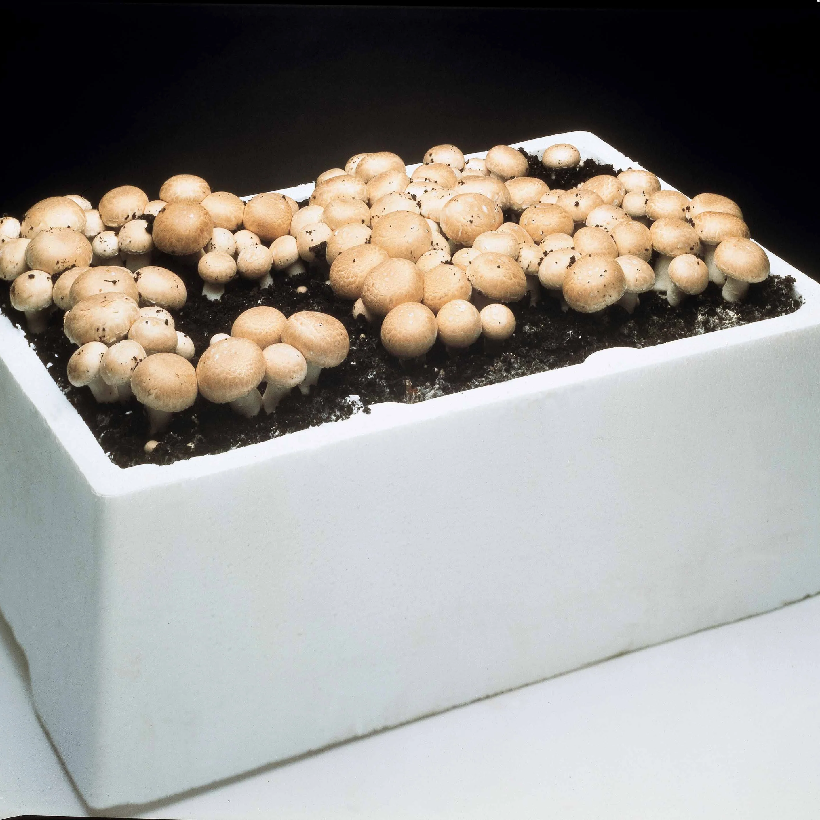 Kit champignon Blanc de Paris - Image 3