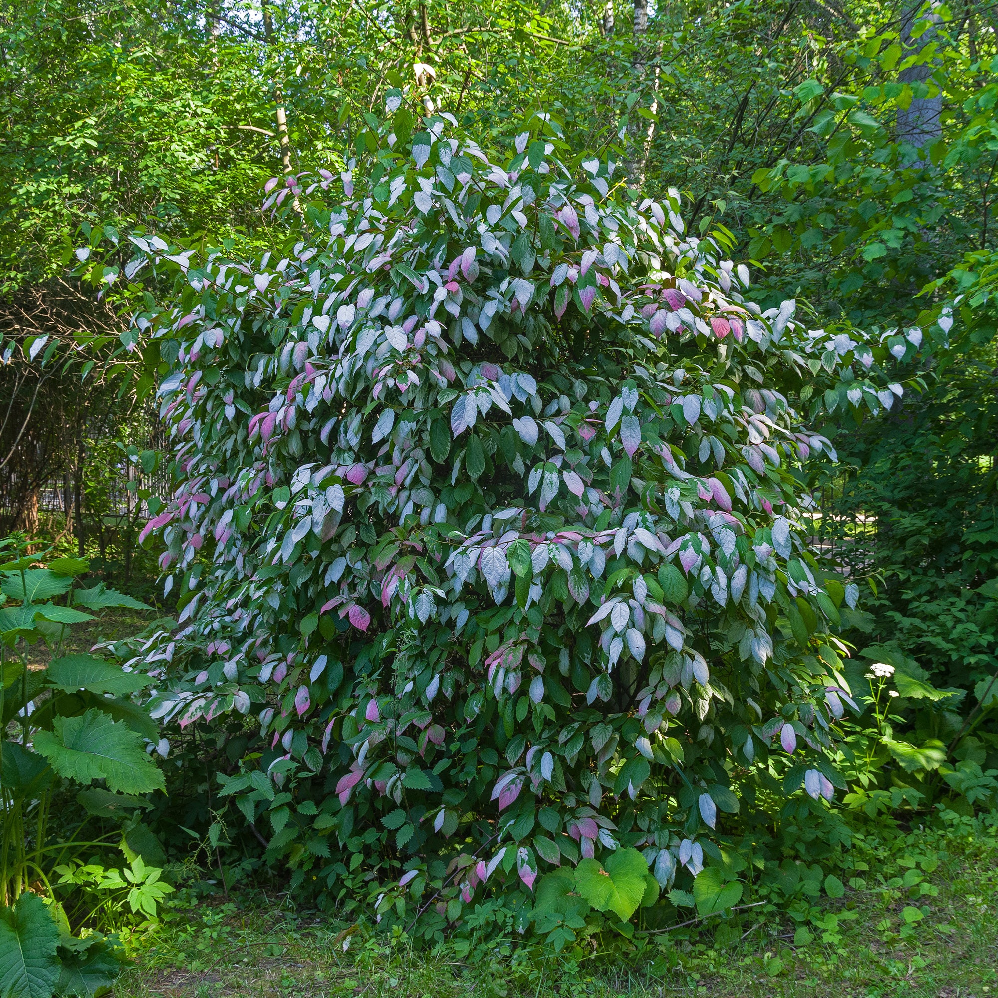 Kiwi d'ornement panaché - Image 5