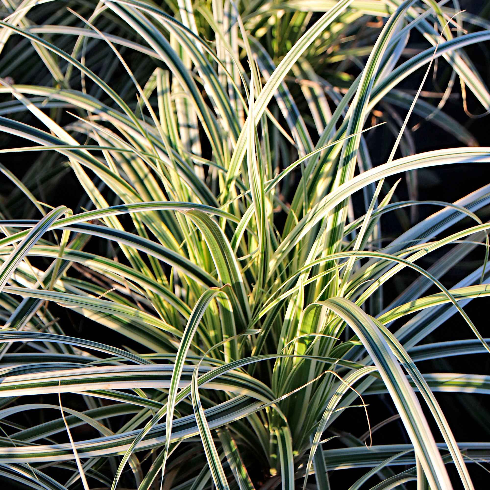 Laîche d'Oshima Everest - Carex Everest