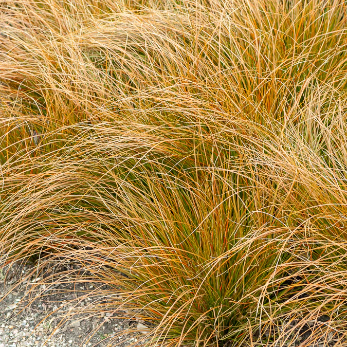 Laîche orange - Carex - Image 2