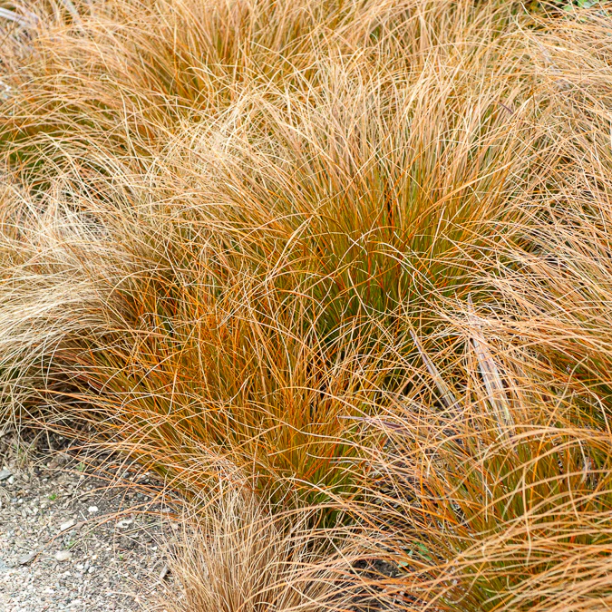 Laîche orange - Carex - Image 3