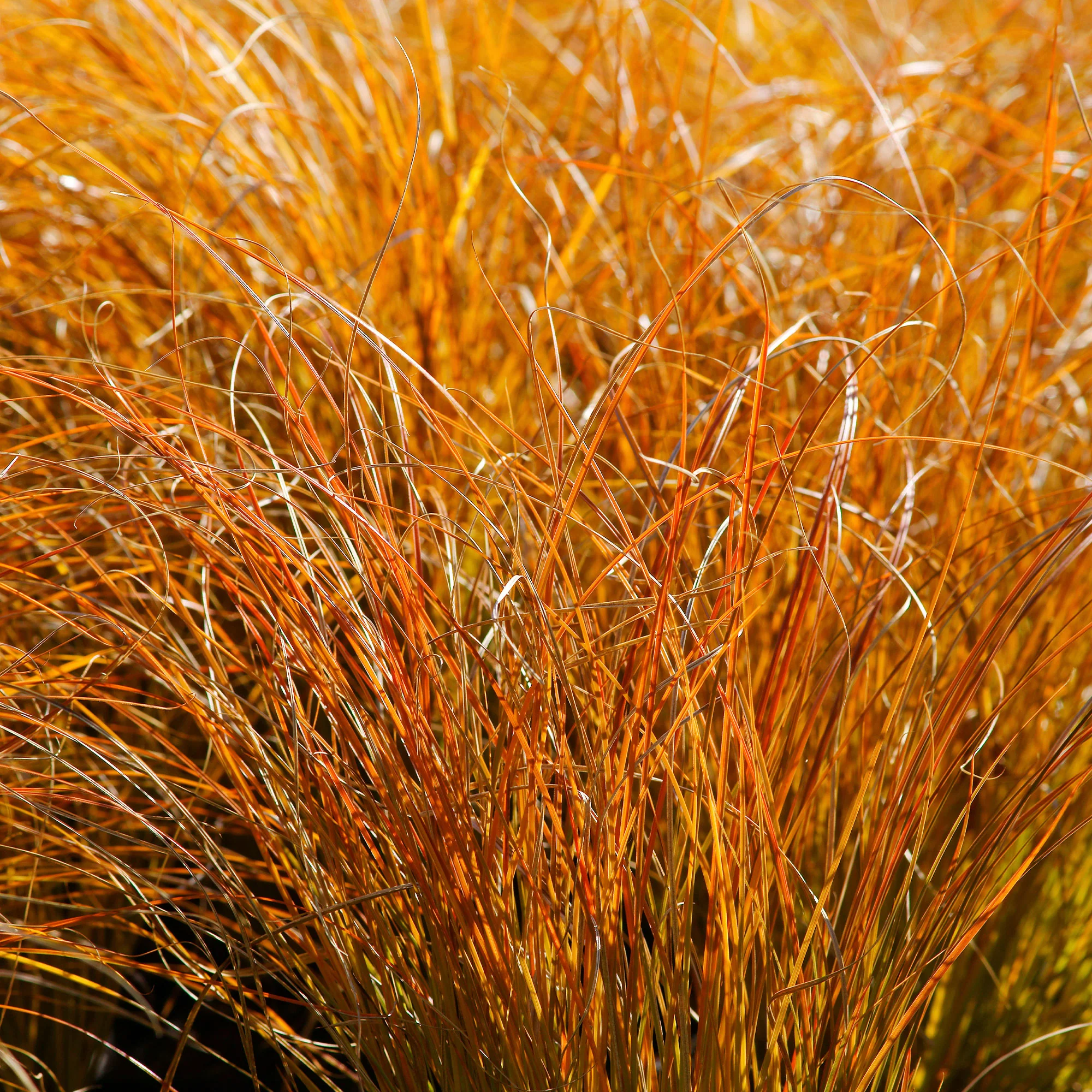 Laîche orange Prairie Fire - Carex - Image 3