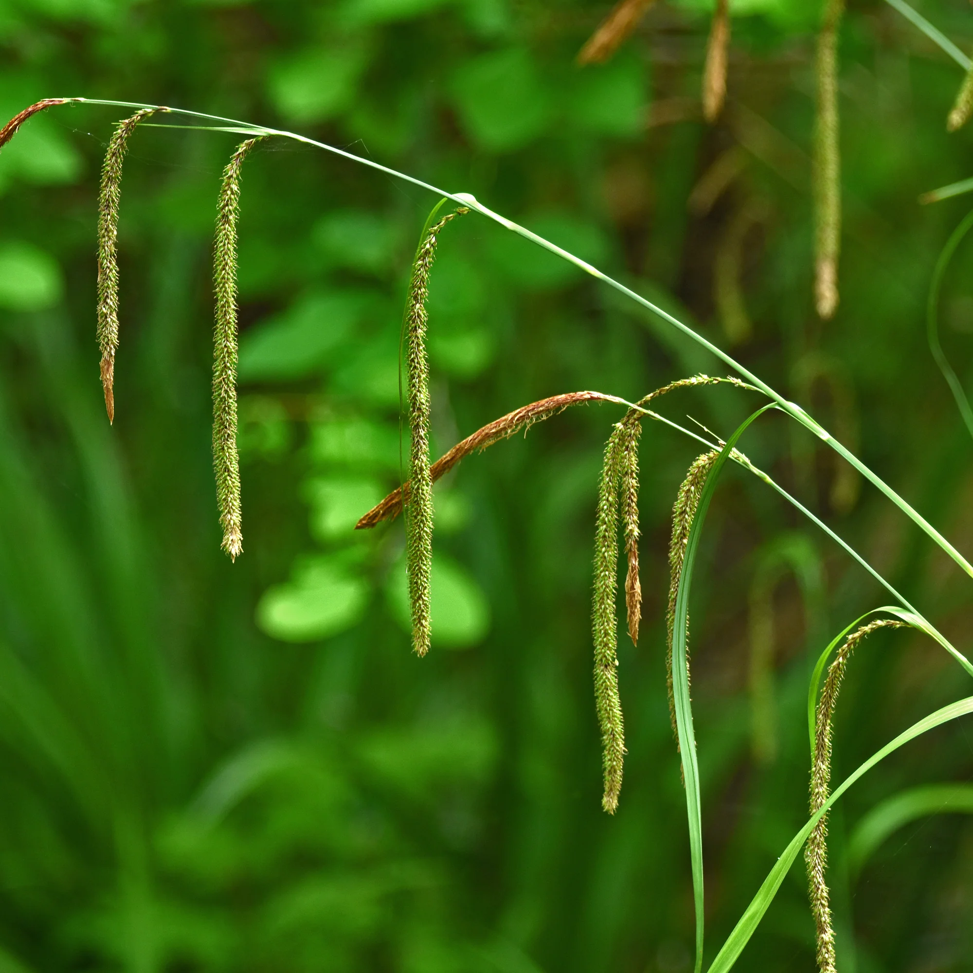 Laîche pendante - Carex - Image 4