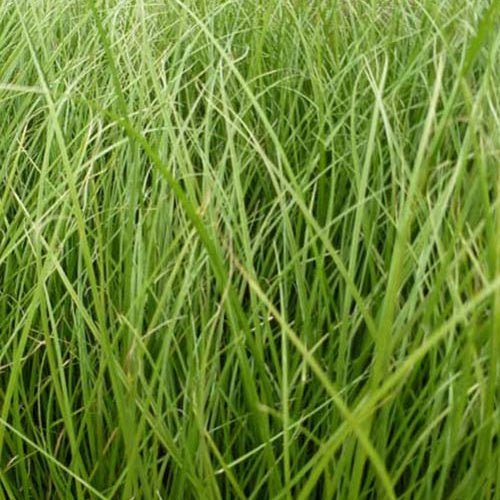 Laîche Phoenix Green - Carex