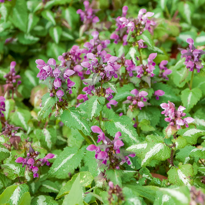 Lamier tacheté Roseum