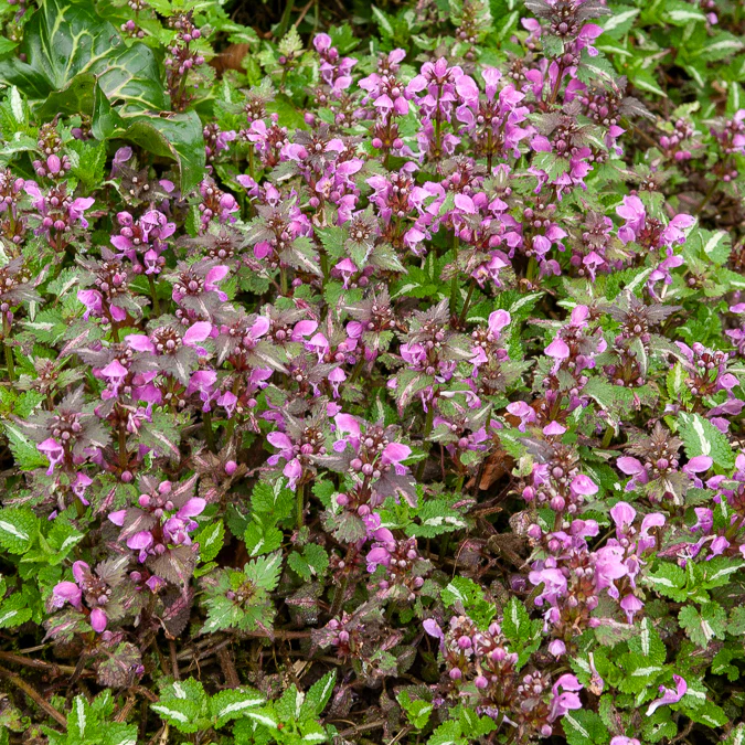 Lamier tacheté Roseum - Image 2