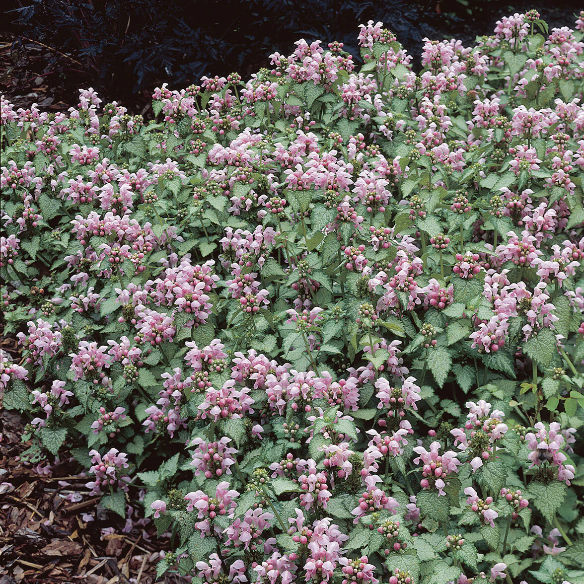 Lamier tacheté Roseum - Image 3
