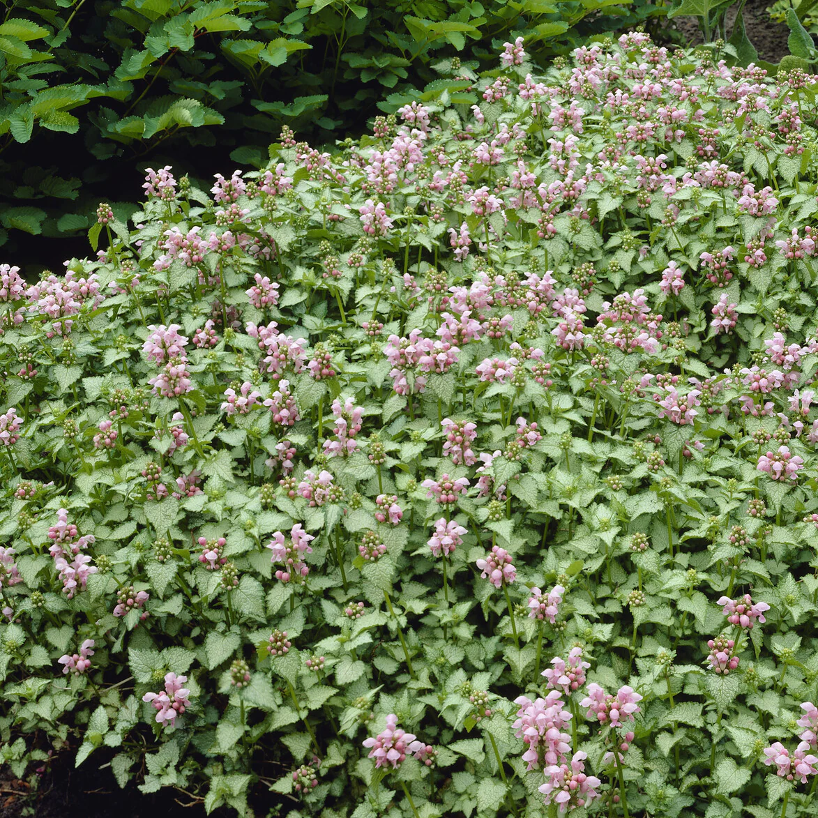 Lamier tacheté Roseum - Image 4