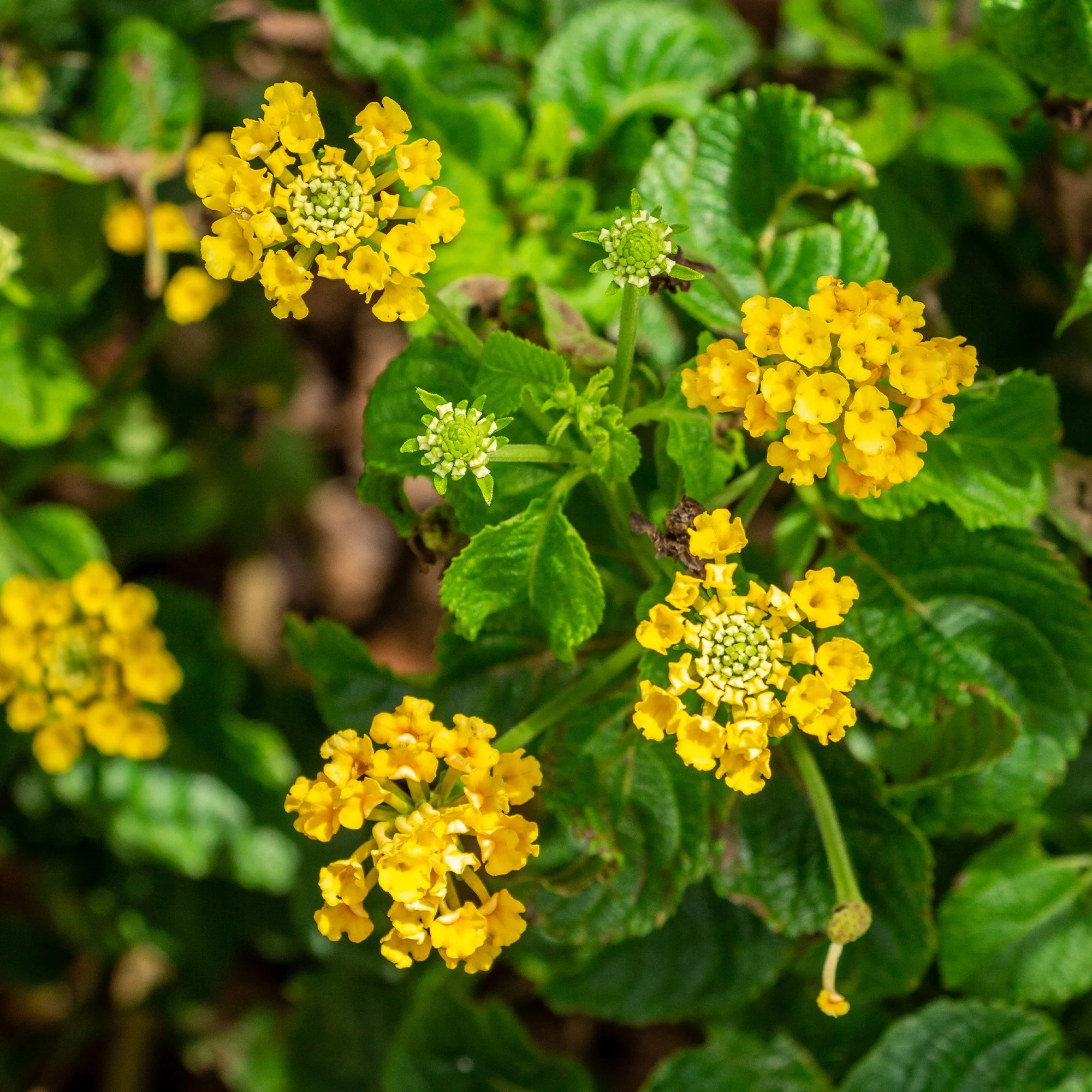 Lantana jaune - Image 3
