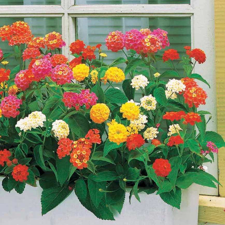 3 Lantanas en mélange