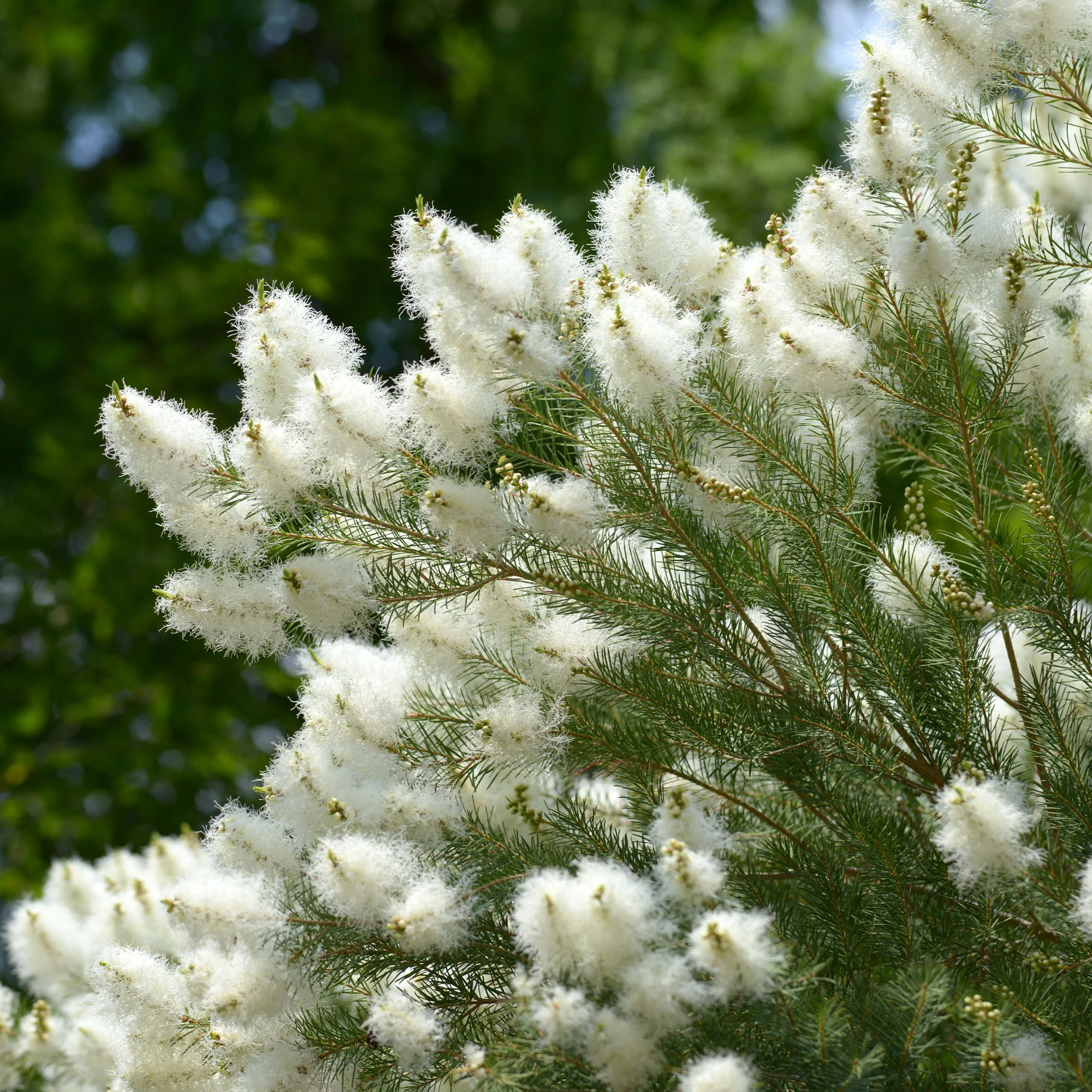 L'arbre à thé - Image 2