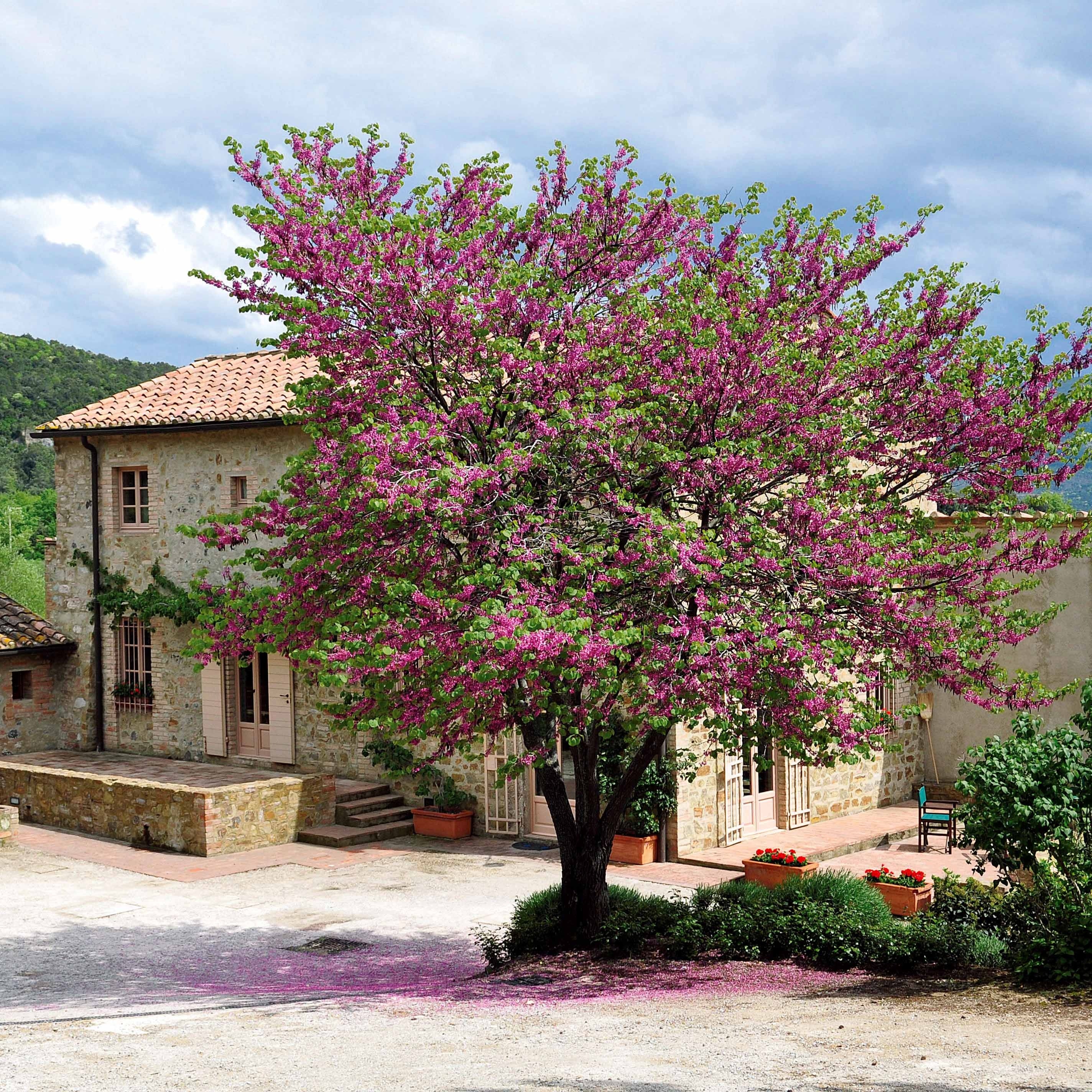 L'Arbre de Judée - Image 7
