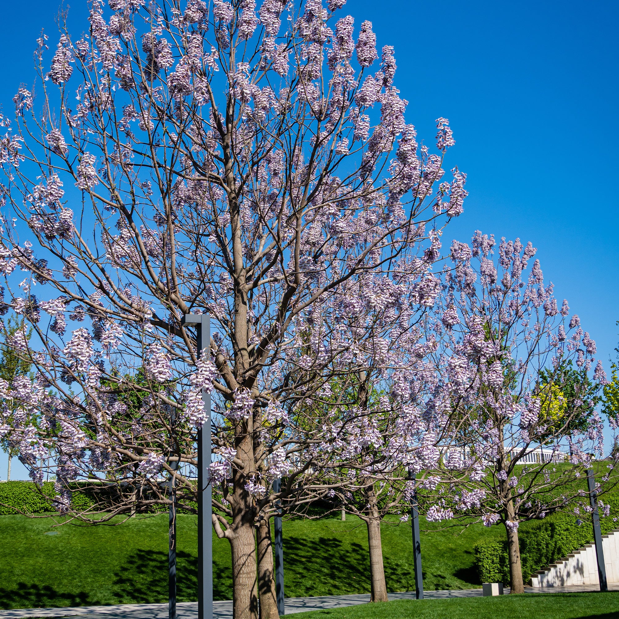 L'Arbre impérial - Paulownia - Image 2