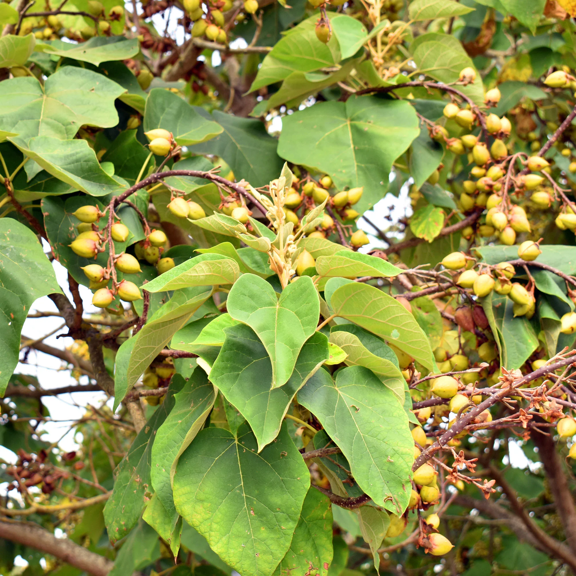 L'Arbre impérial - Paulownia - Image 4