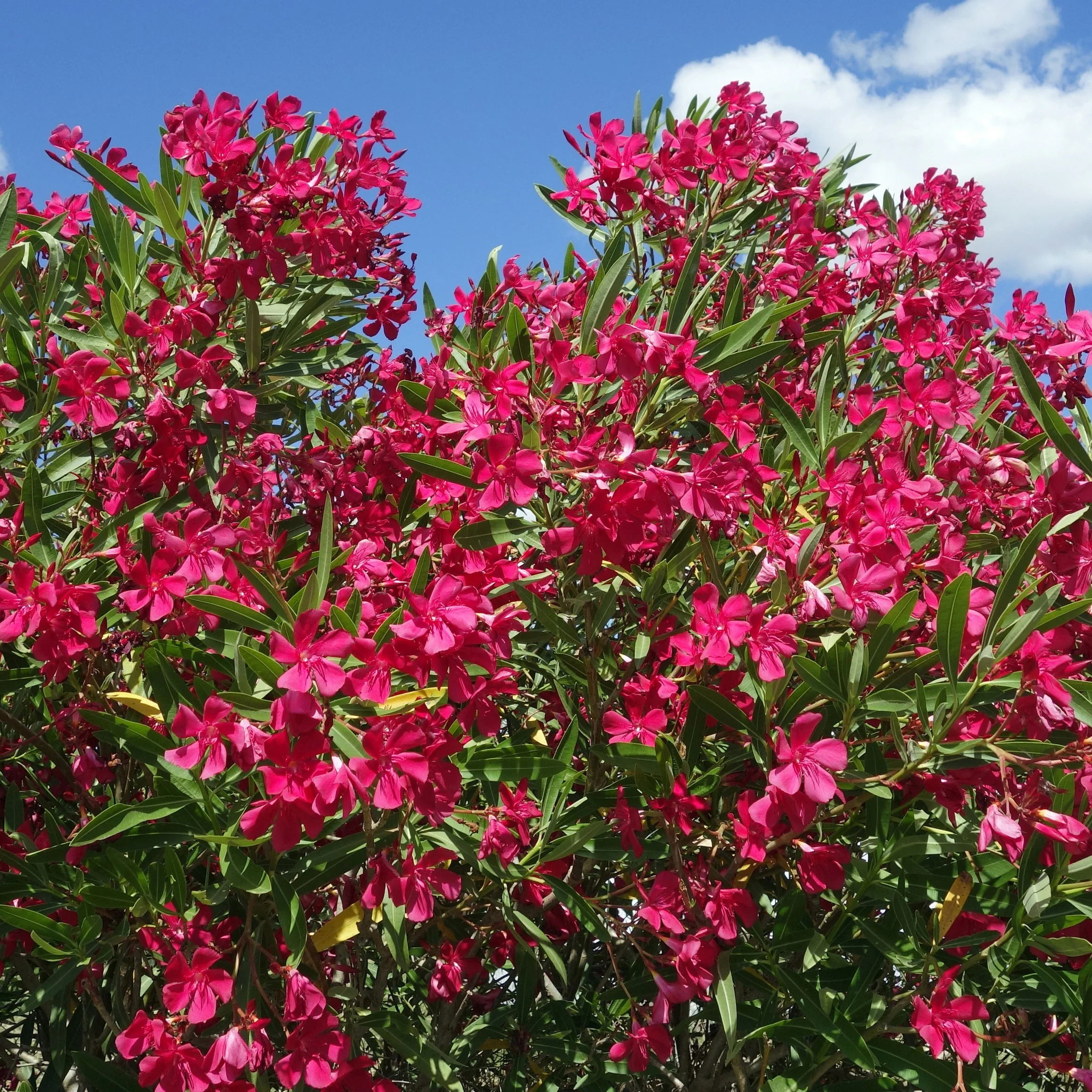 Laurier-rose rouge - Image 3