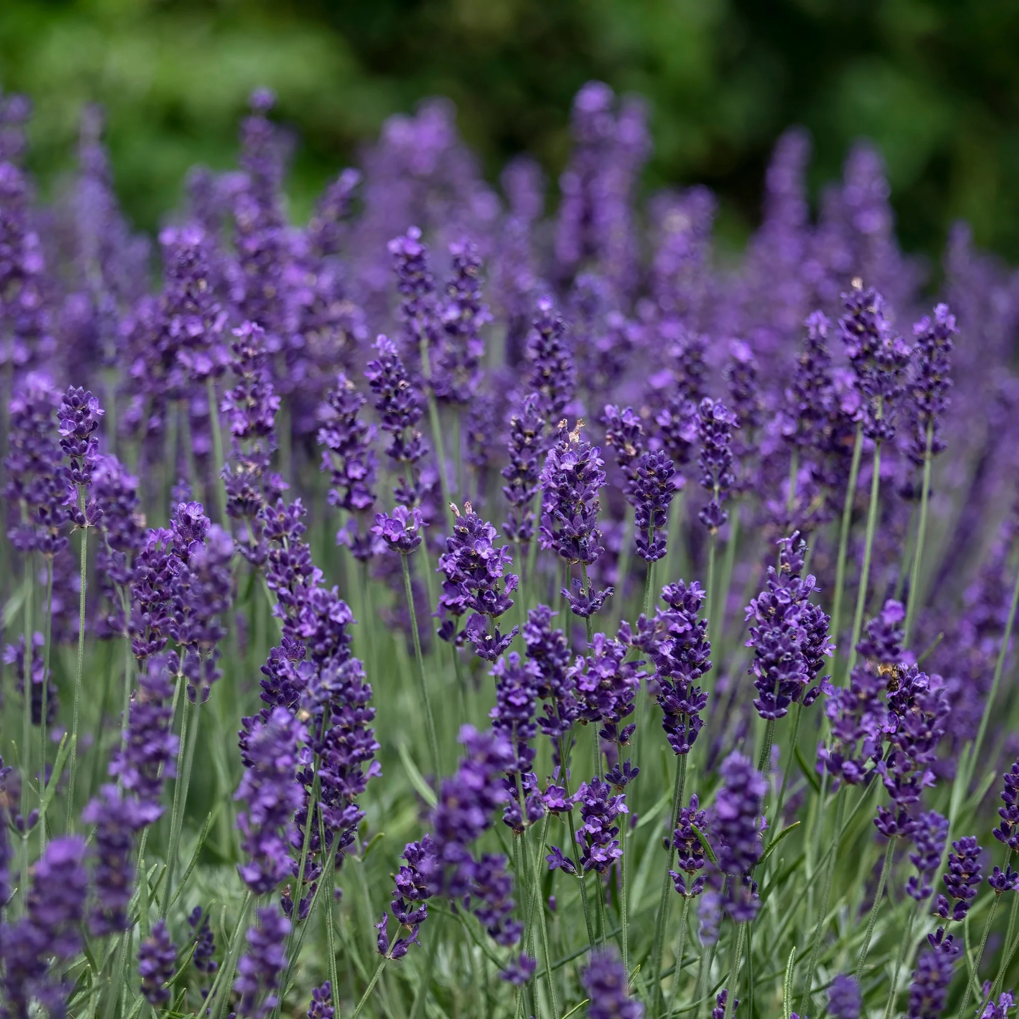 Lavande vraie Hidcote - Image 4