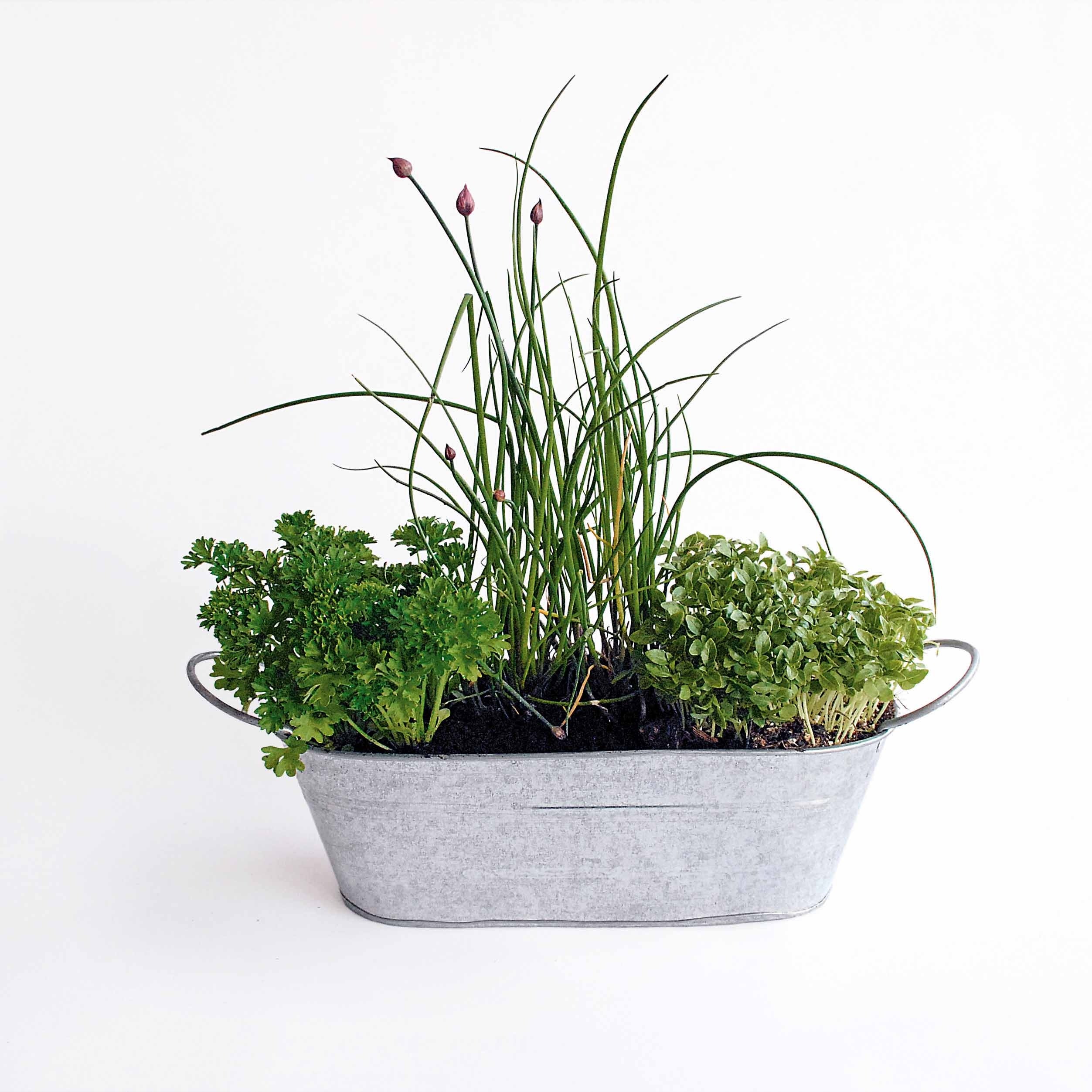 Le kit 3 aromatiques en jardinière zinc