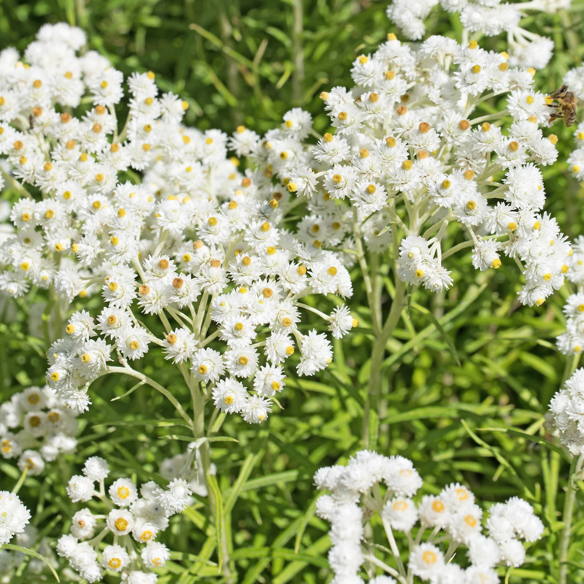 Le massif été fleuri - 18 plantes vivaces - Superficie environ 2 m² - Image 7