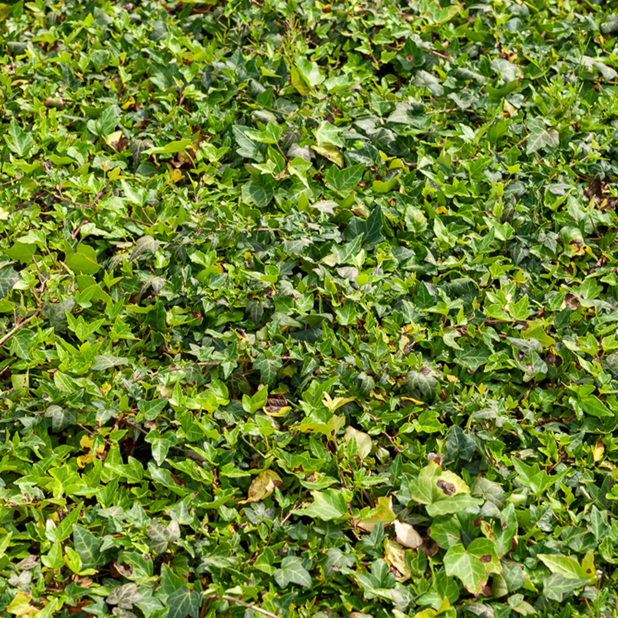 Lierre commun nain Shamrock - Image 2