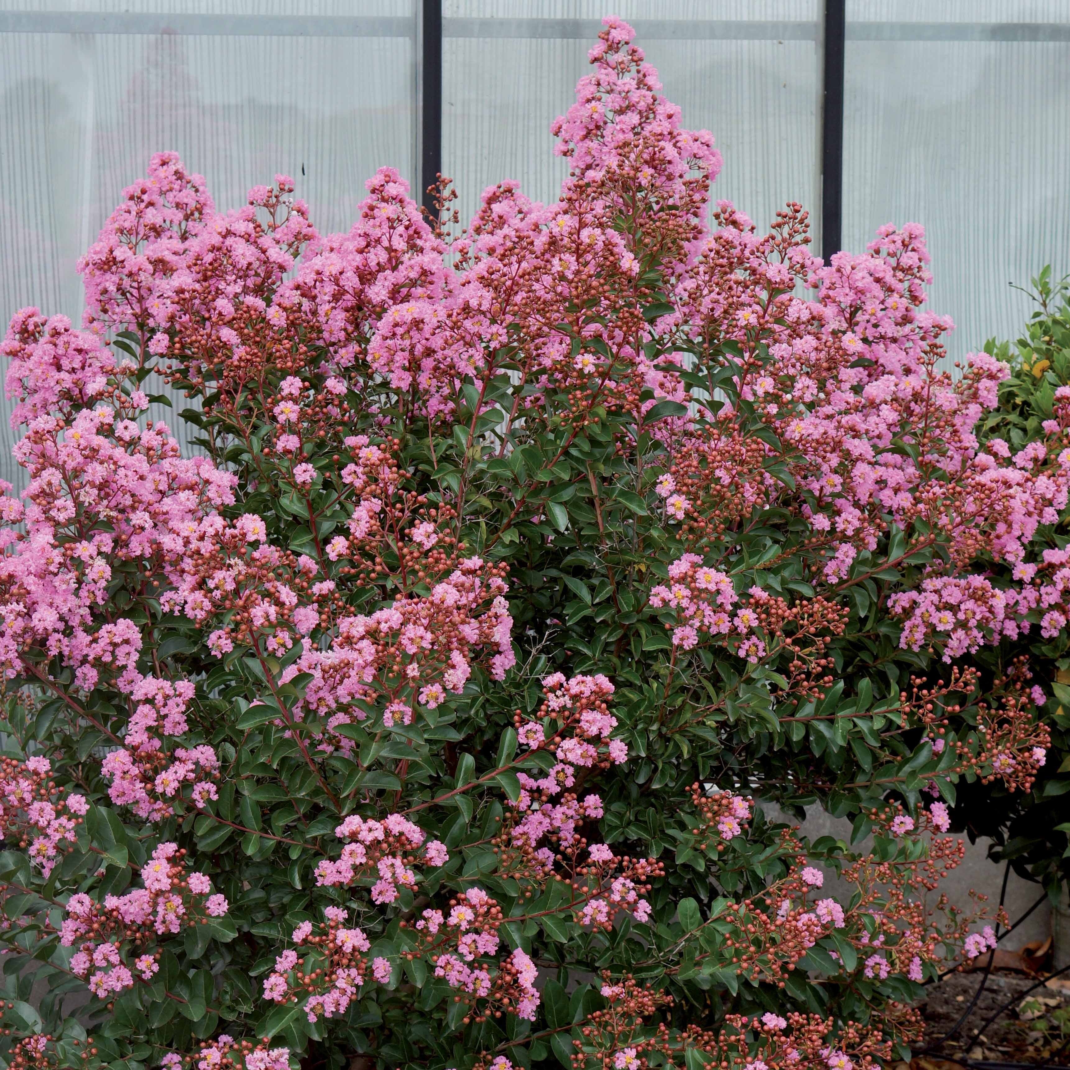 Lilas des indes Eveline